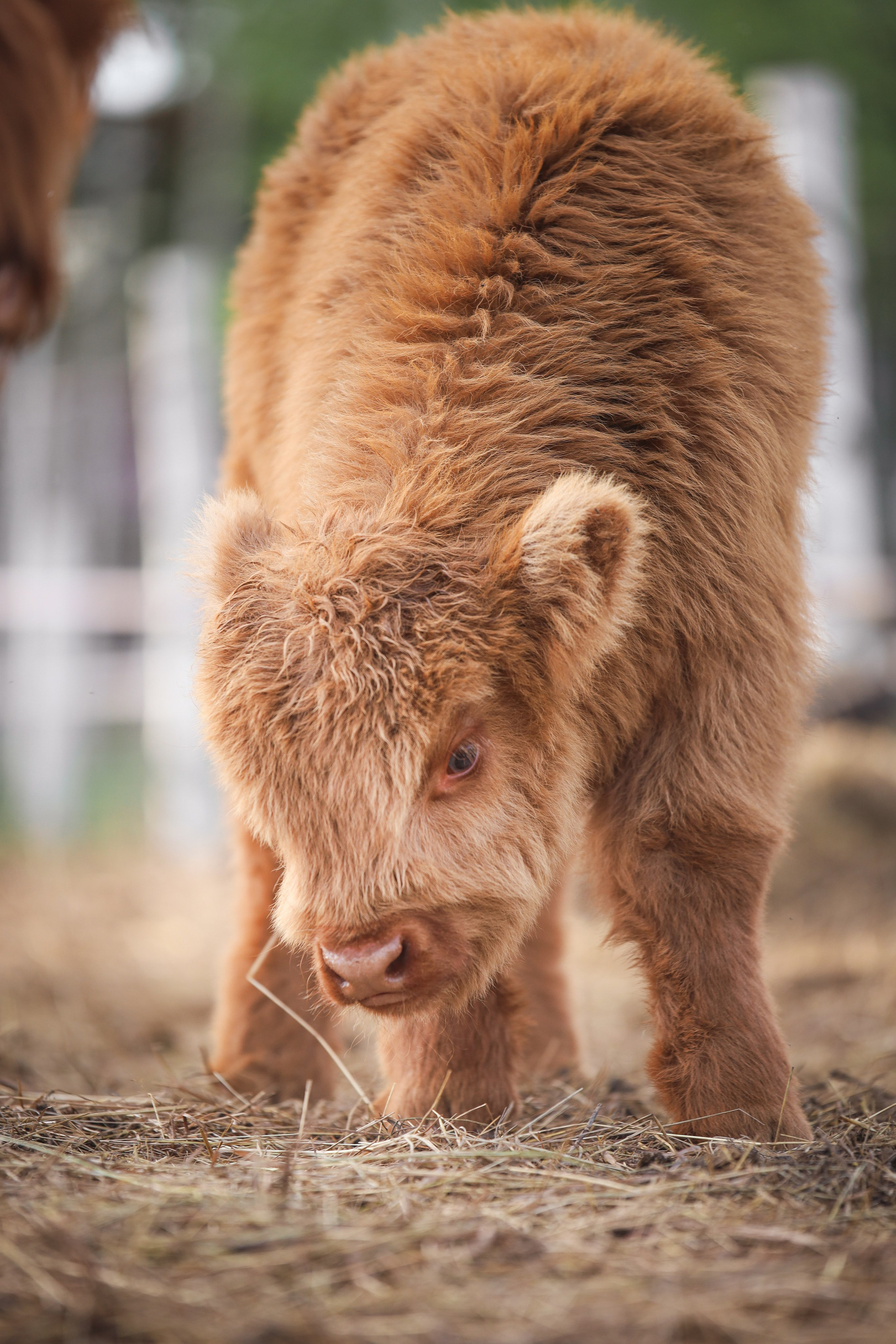 Животные. Фотограф в Москве Бастракова Юлия