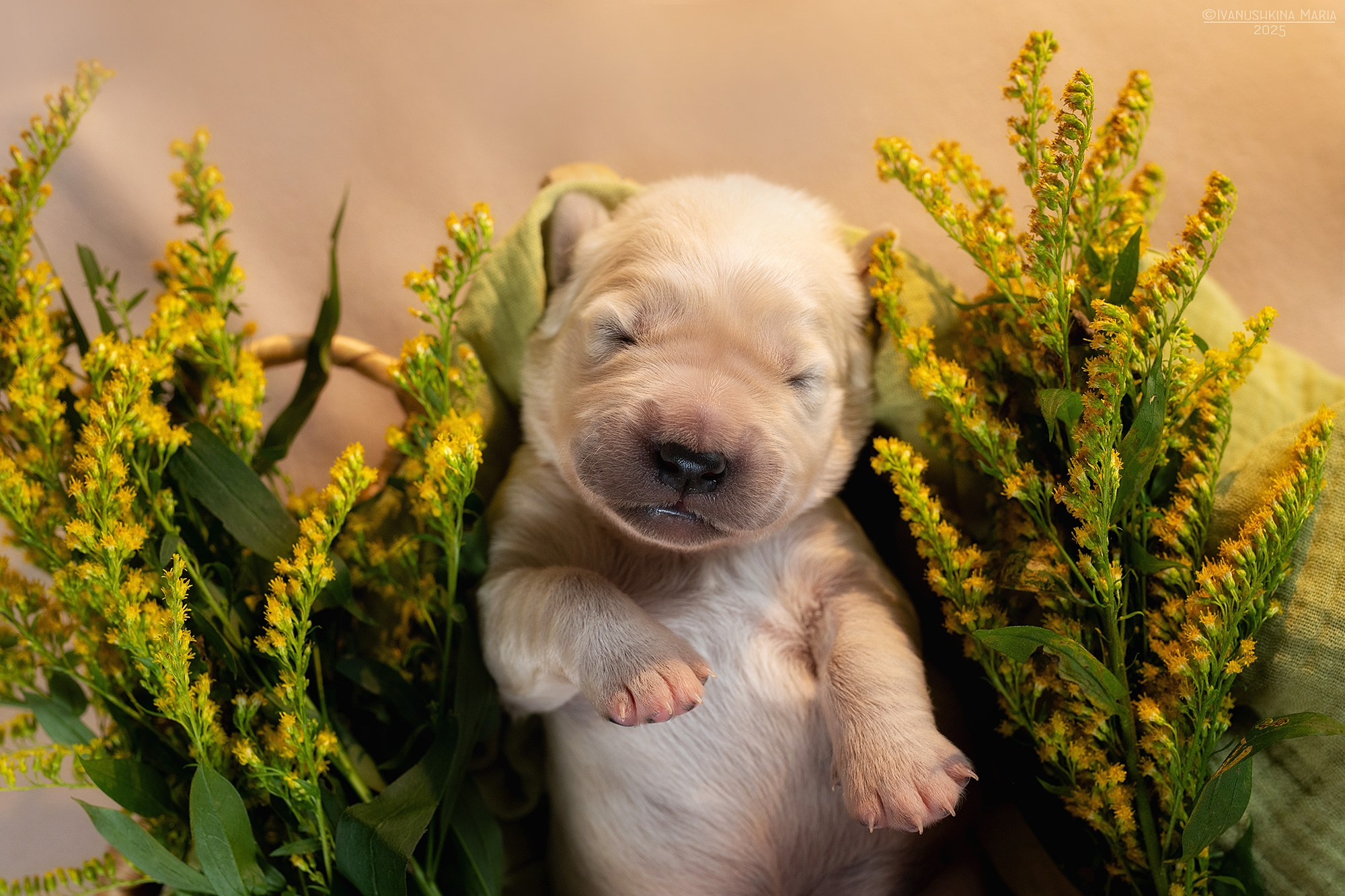 Ньюборн фотосессия щенков. Фотограф собак в Москве и Московской области Иванушкина Мария