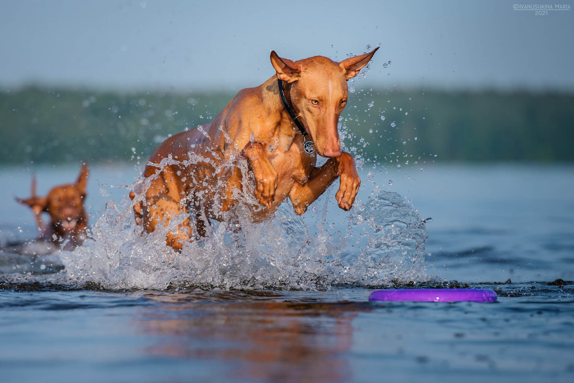 Фотограф-анималист. Фотограф собак в Москве и Московской области Иванушкина Мария