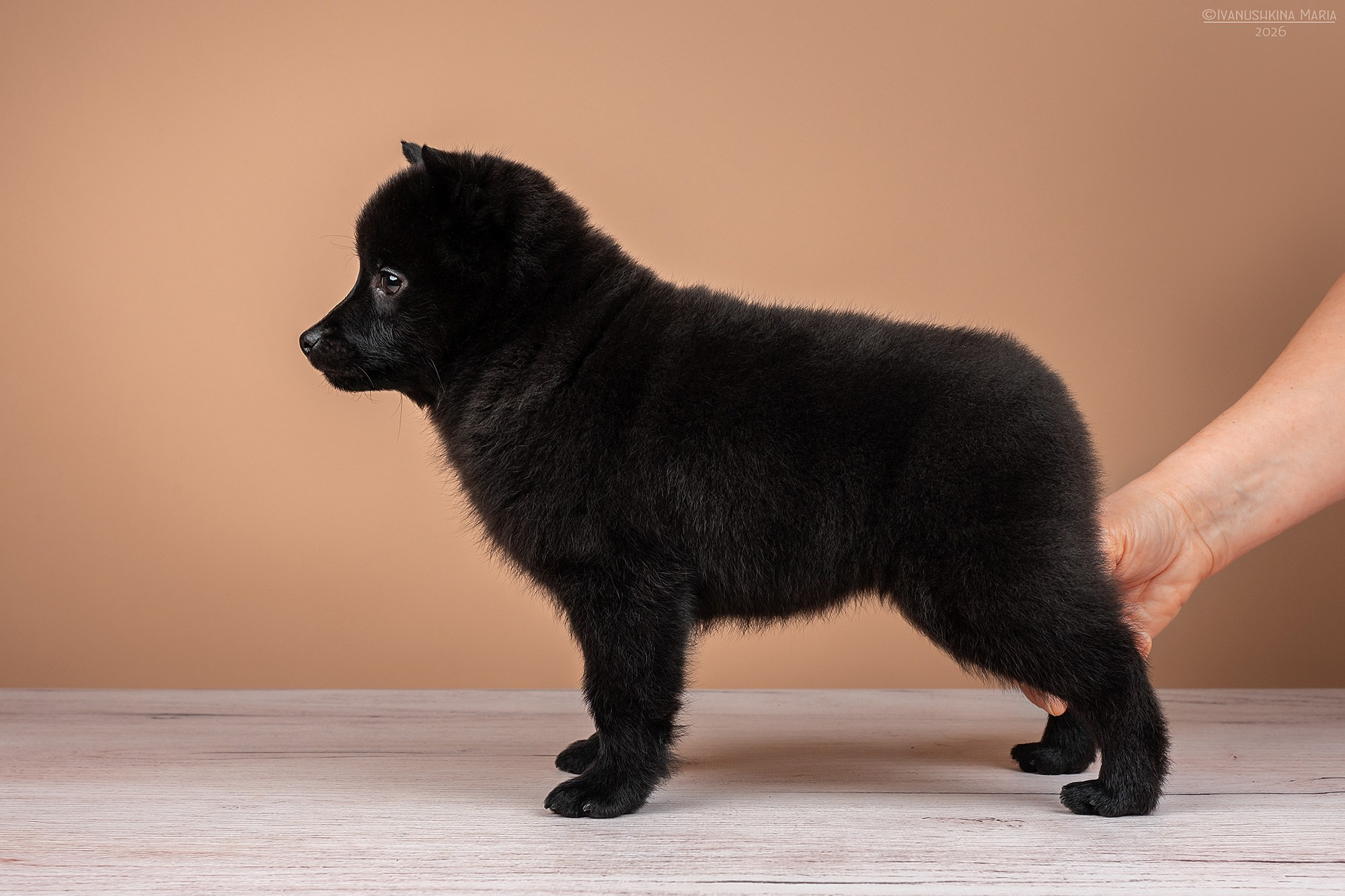 Экстерьерная фотосессия собаки. Фотограф собак в Москве и Московской области Иванушкина Мария
