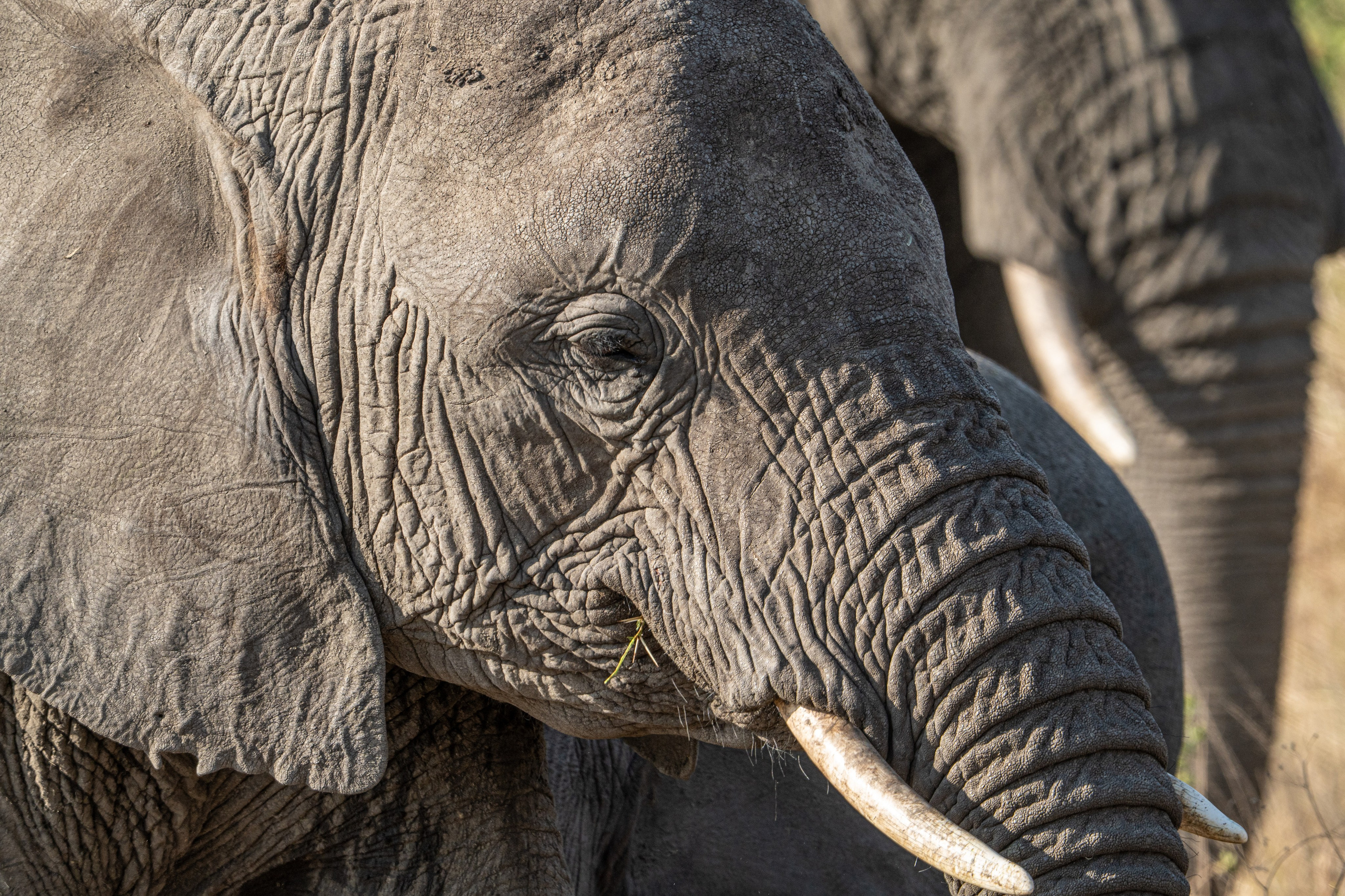 Танзания, сафари, 2025. Творческие сьемки
