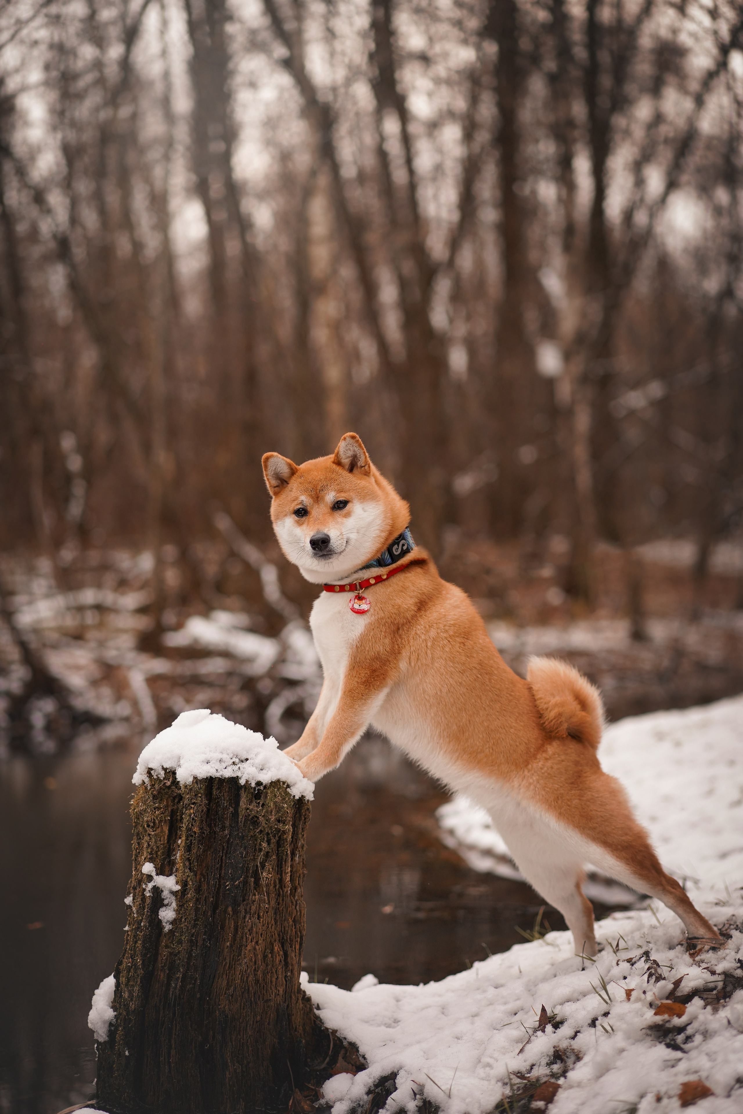 Алина и Юми. Фотограф-анималист в Санкт-Петербурге Яна Мартынова