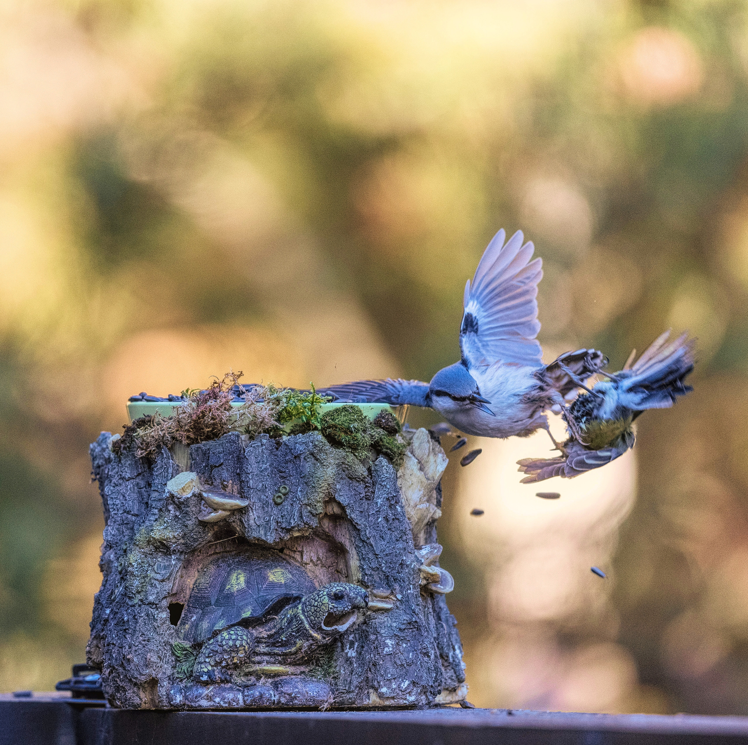 ВАС ТУТ НЕ СТОЯЛО. ПРОЕКТ "ЖИЗНЬ У КОРМУШКИ". 