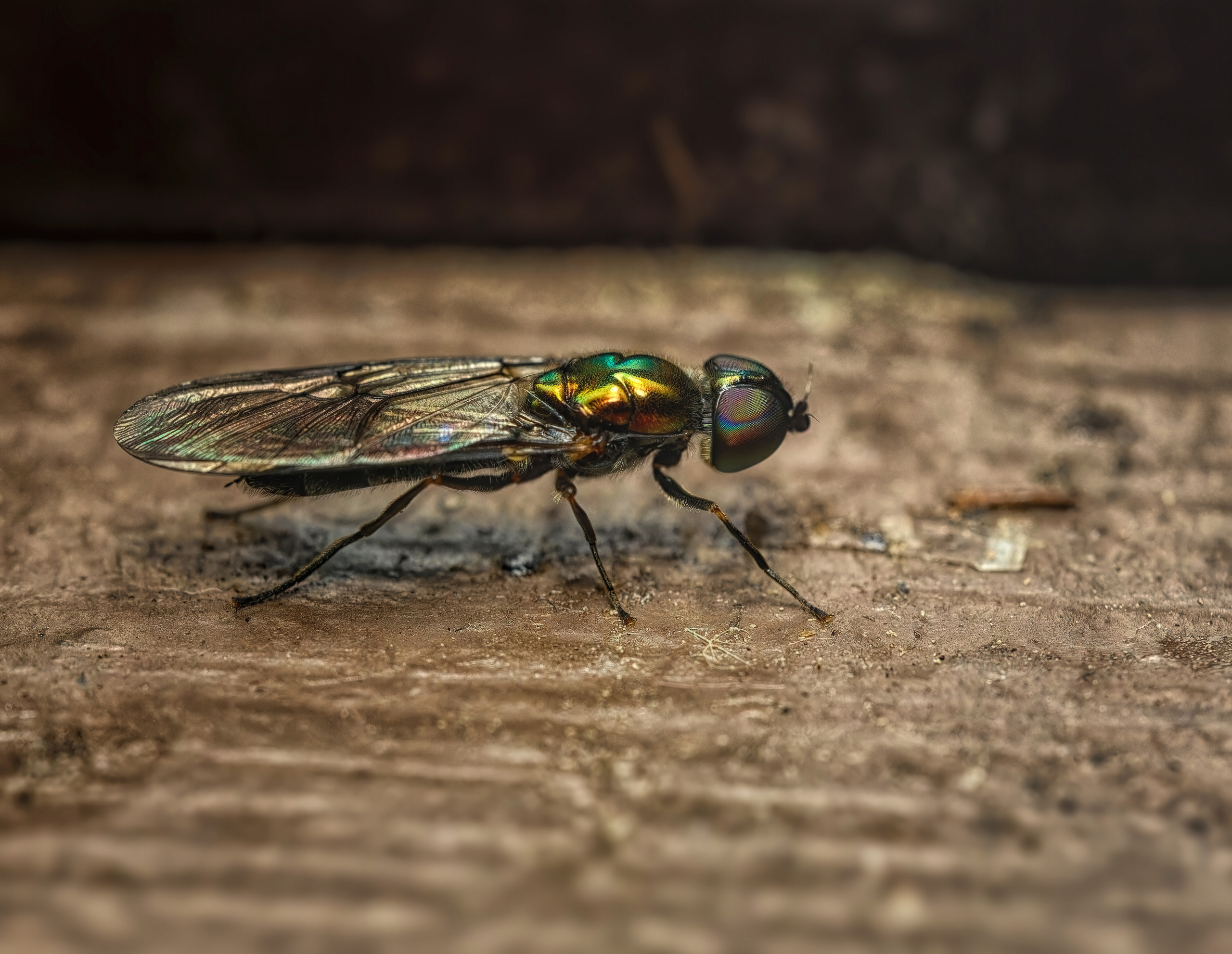 ПОЗОЛОЧЕННОЕ БРЮХО