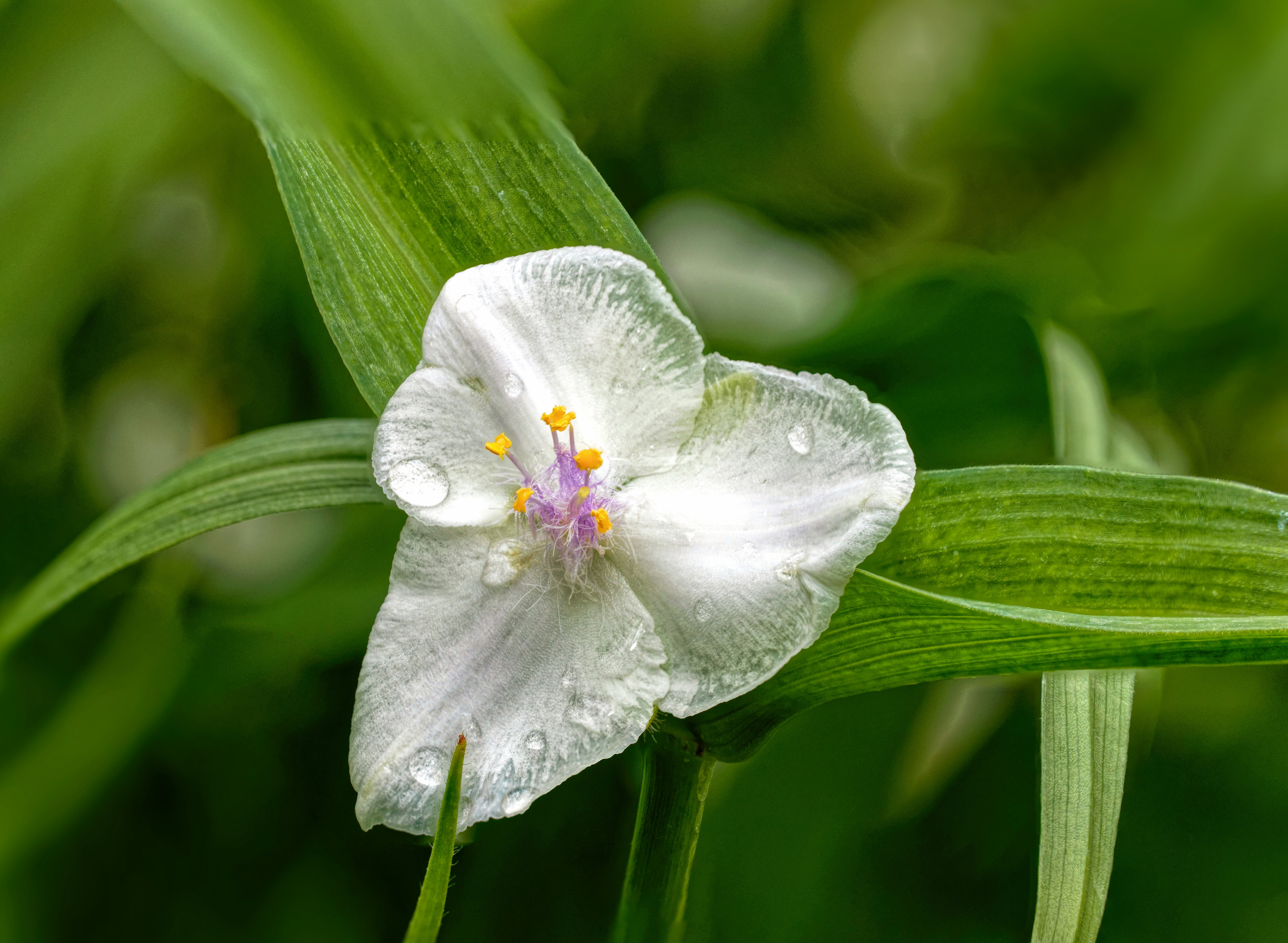 ПОСЛЕ ДОЖДЯ