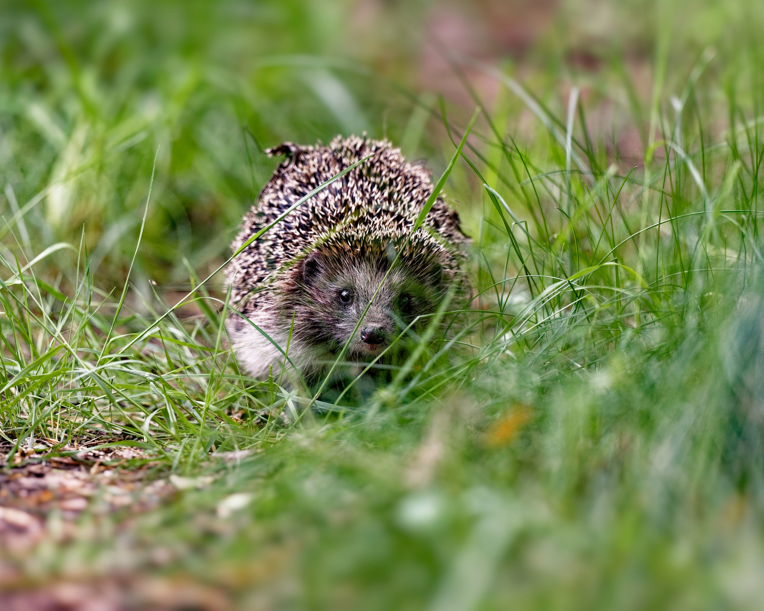 ВСТРЕЧА НА ЛЕСНОЙ ТРОПЕ
