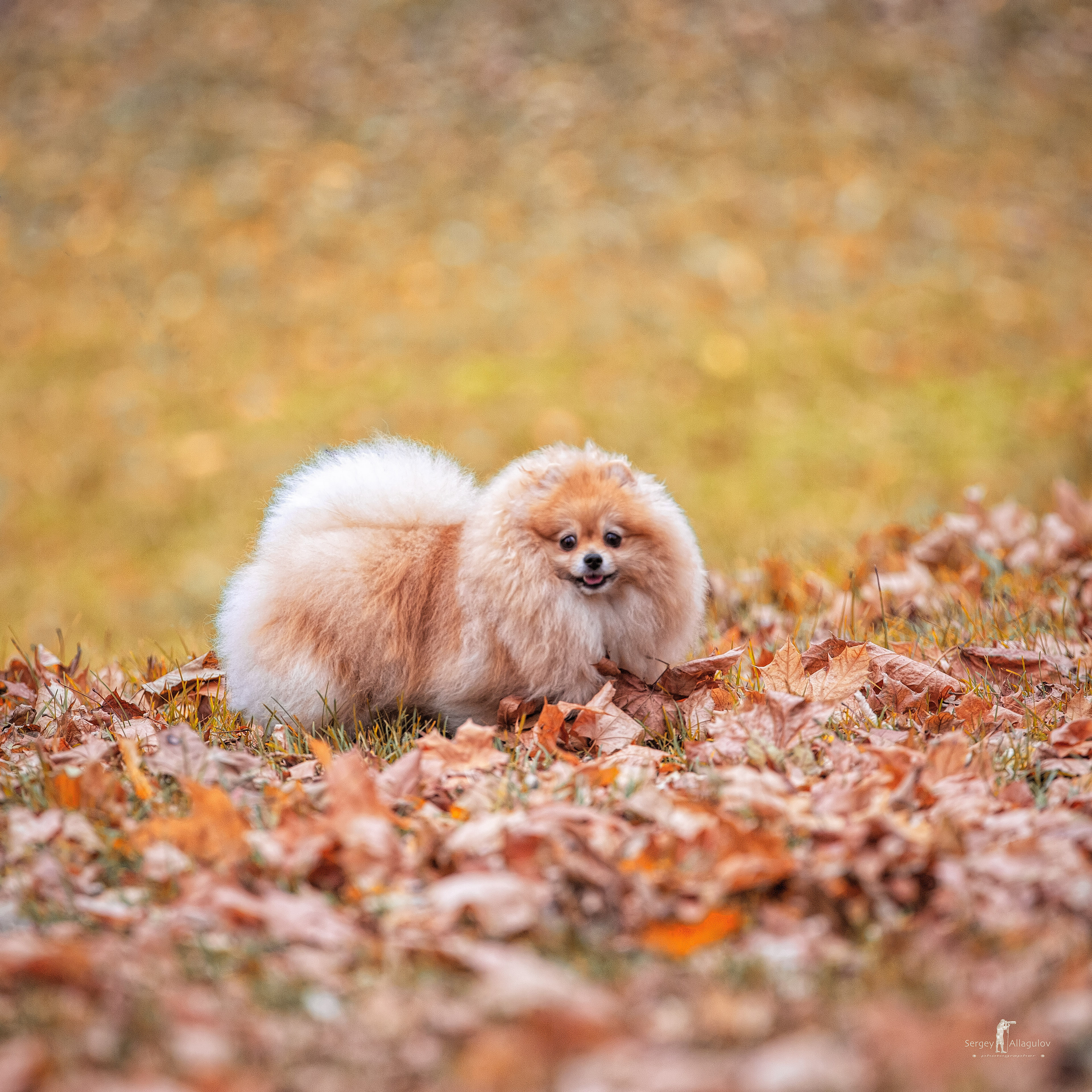 НА КОВРЕ ИЗ ЖЕЛТЫХ ЛИСТЬЕВ...