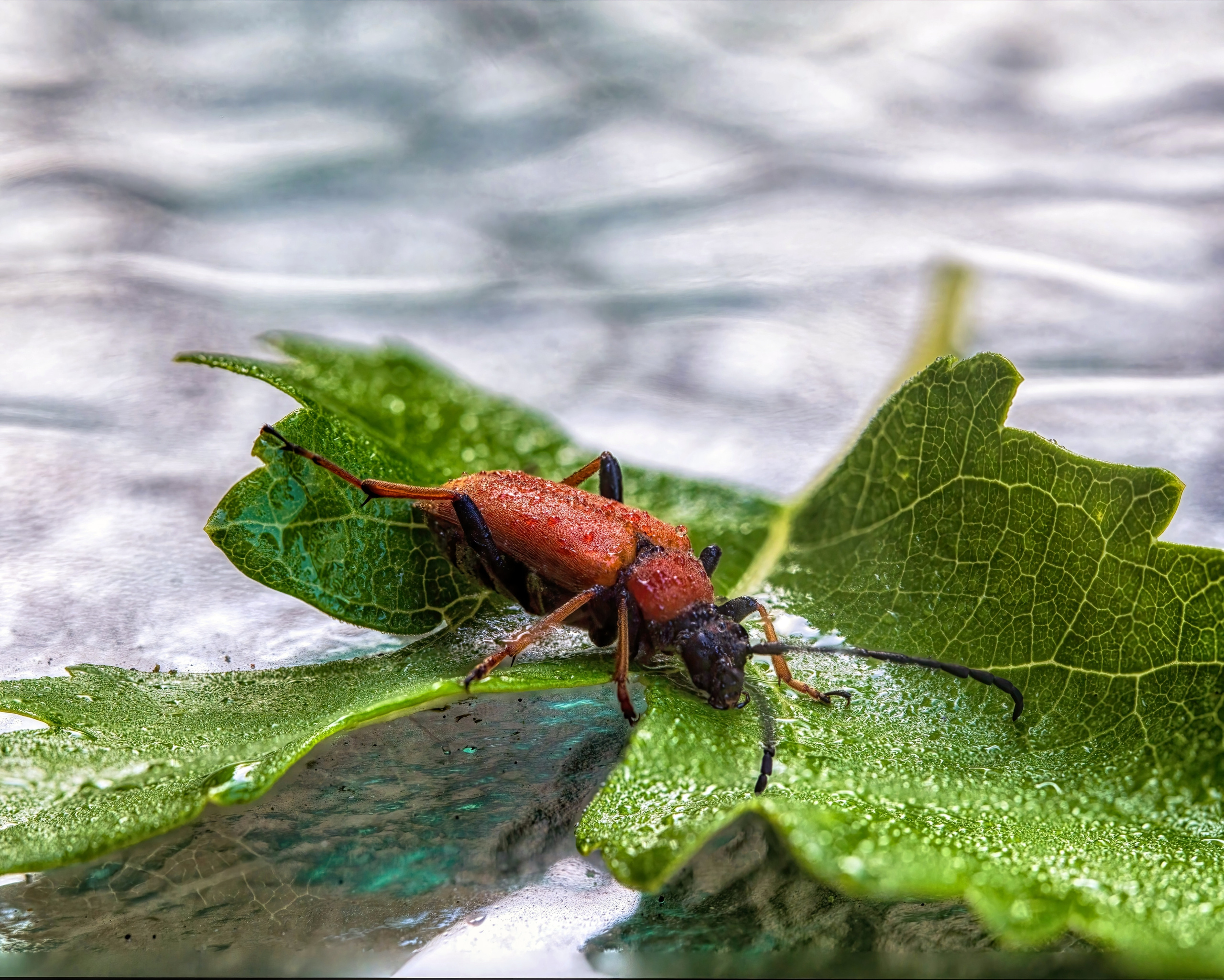 МОРЯЧОК. МАКРО. ПРОЕКТ "ЖИЗНЬ ПОД НОГАМИ"