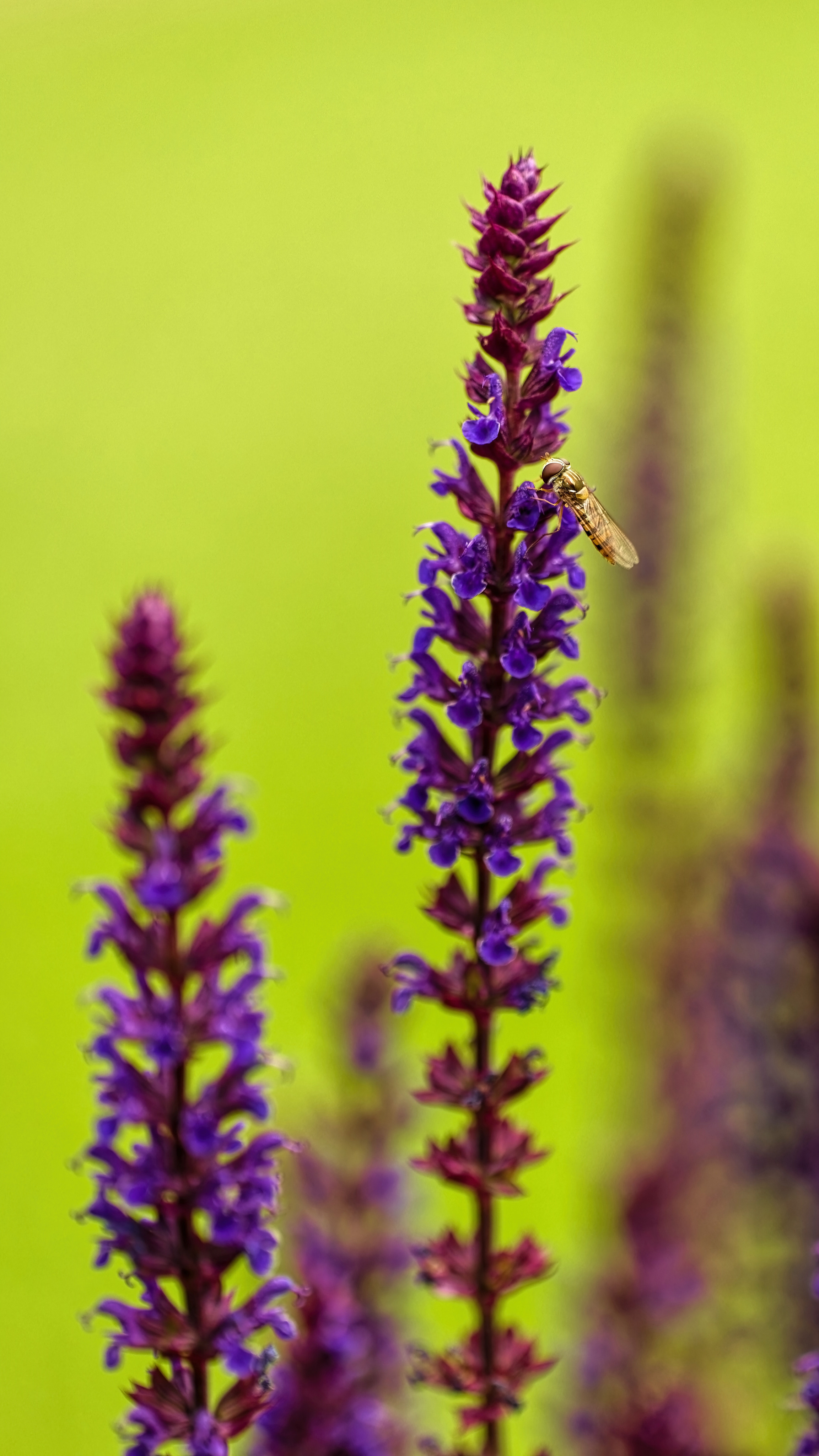 ПОСЛЕ ДОЖДЯ