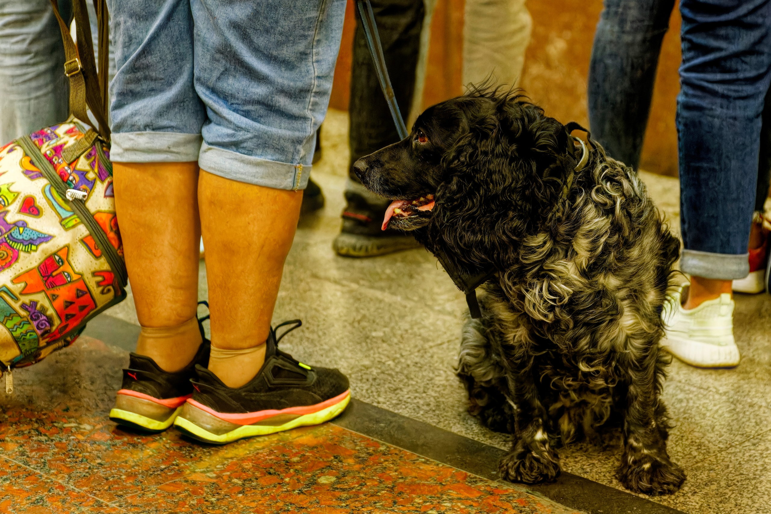 ЖИЛ-БЫЛ ПЁС