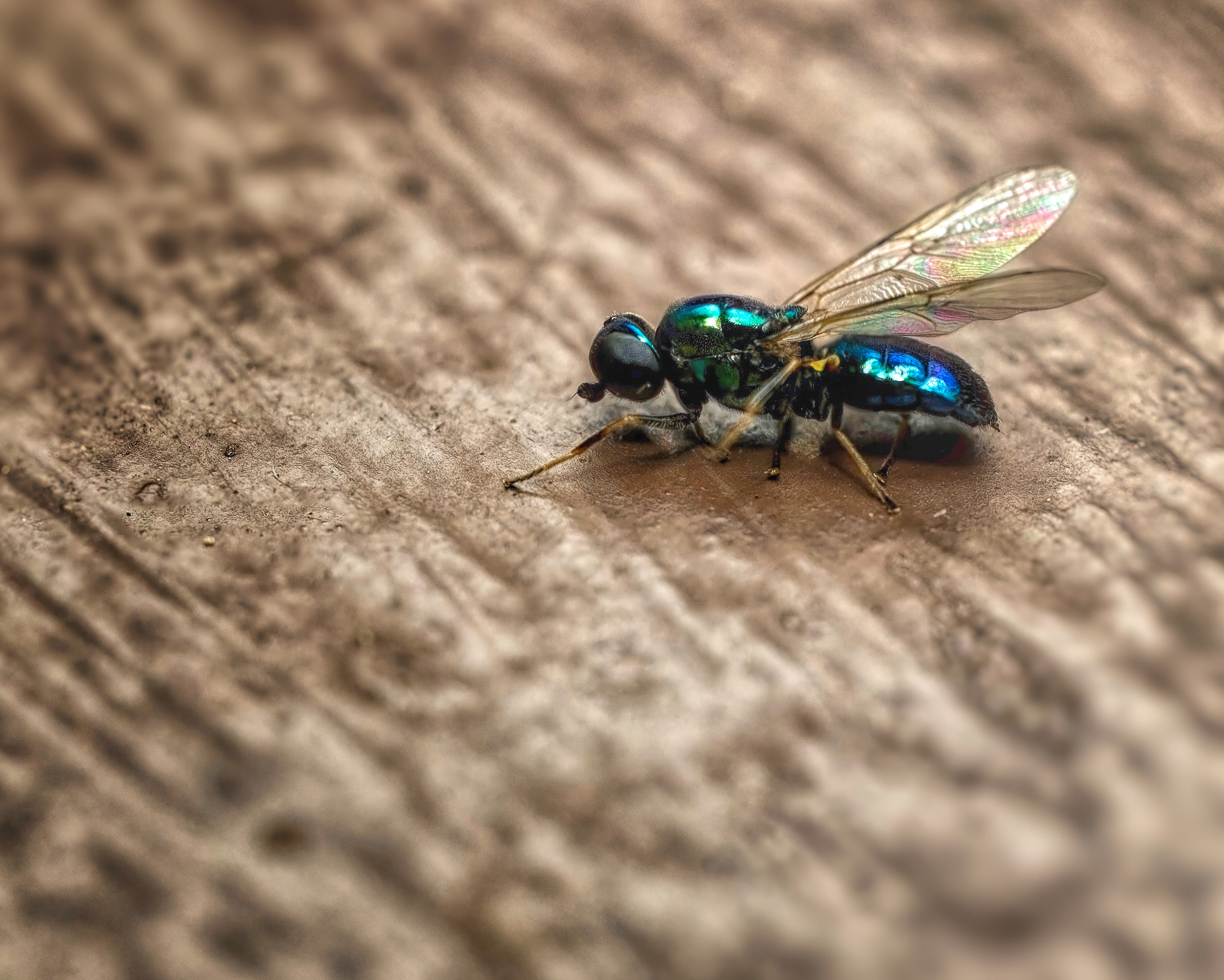 ПОЗОЛОЧЕННОЕ БРЮХО