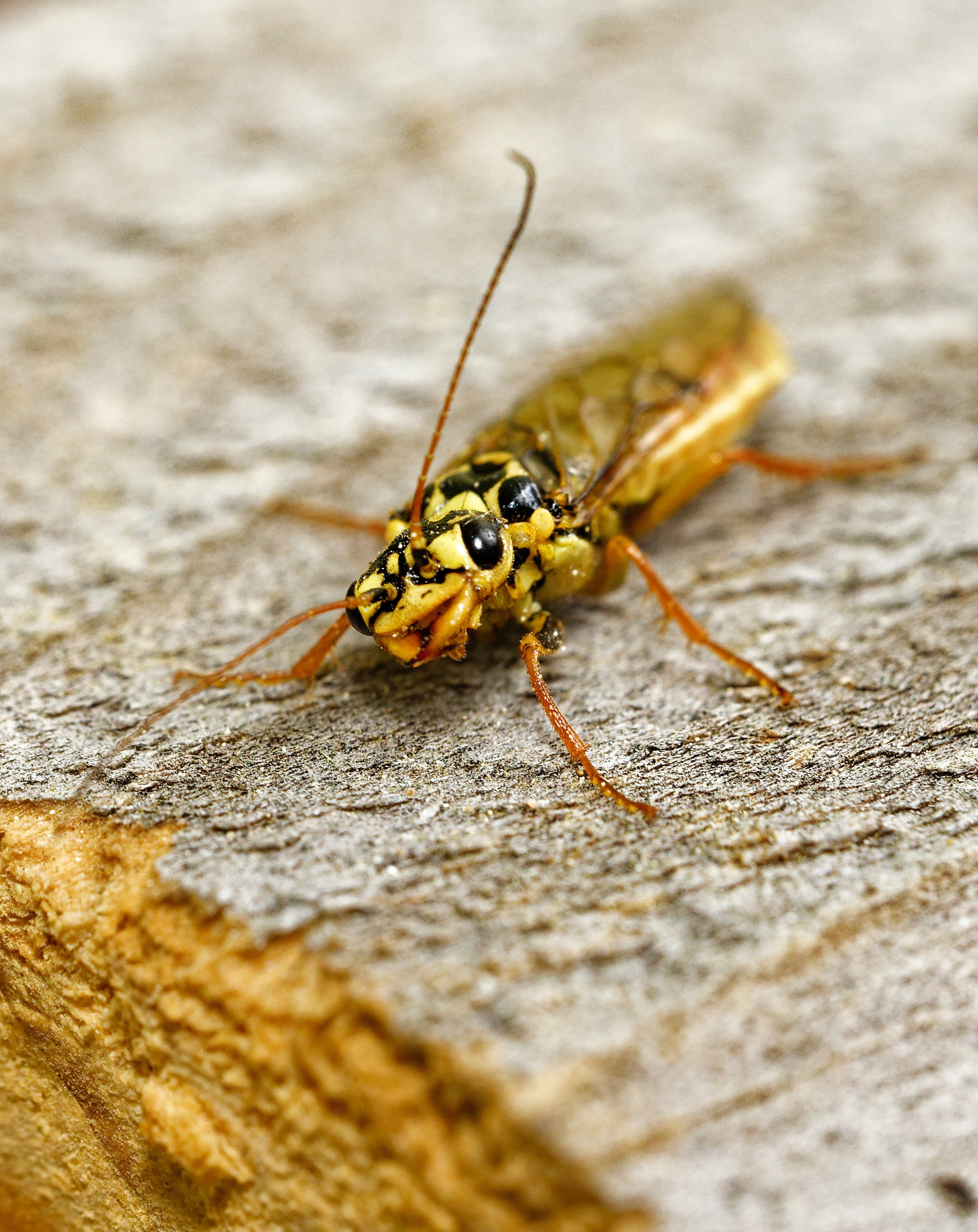 "УЛЫБКА" ОСЫ. МАКРО. ПРОЕКТ "ЖИЗНЬ ПОД НОГАМИ"