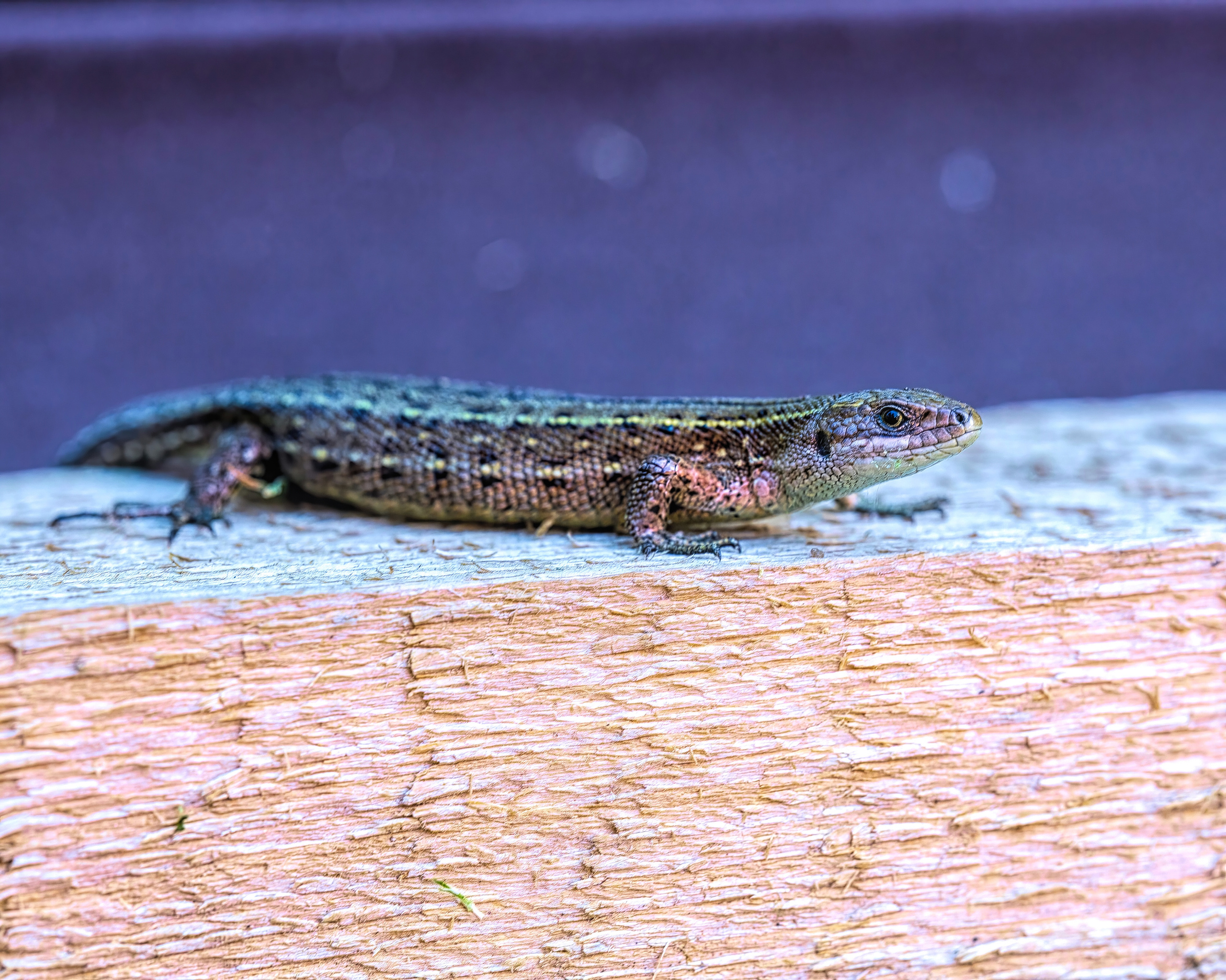 ПРИГРЕЛАСЬ. 