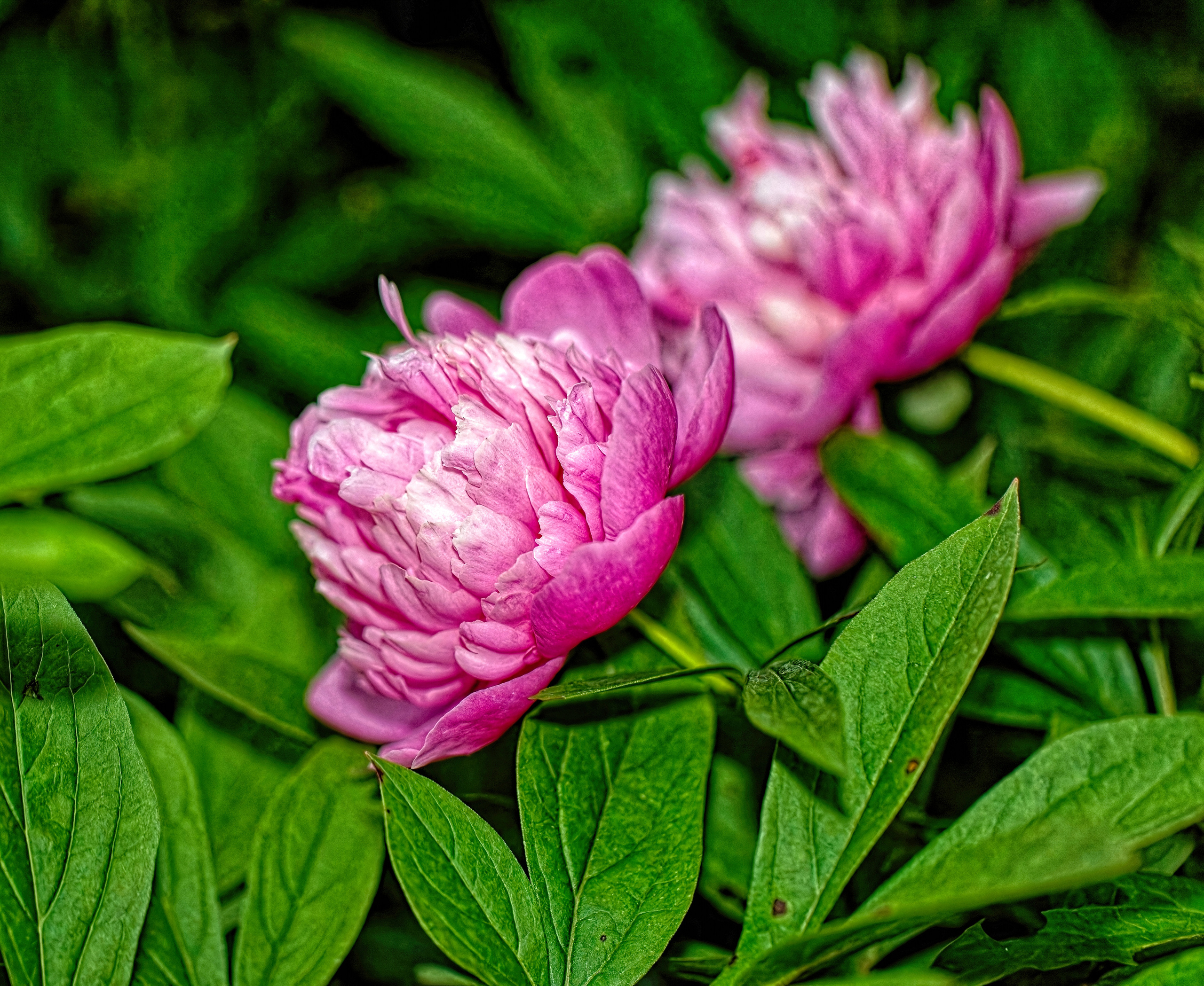 ПОСЛЕ ДОЖДЯ