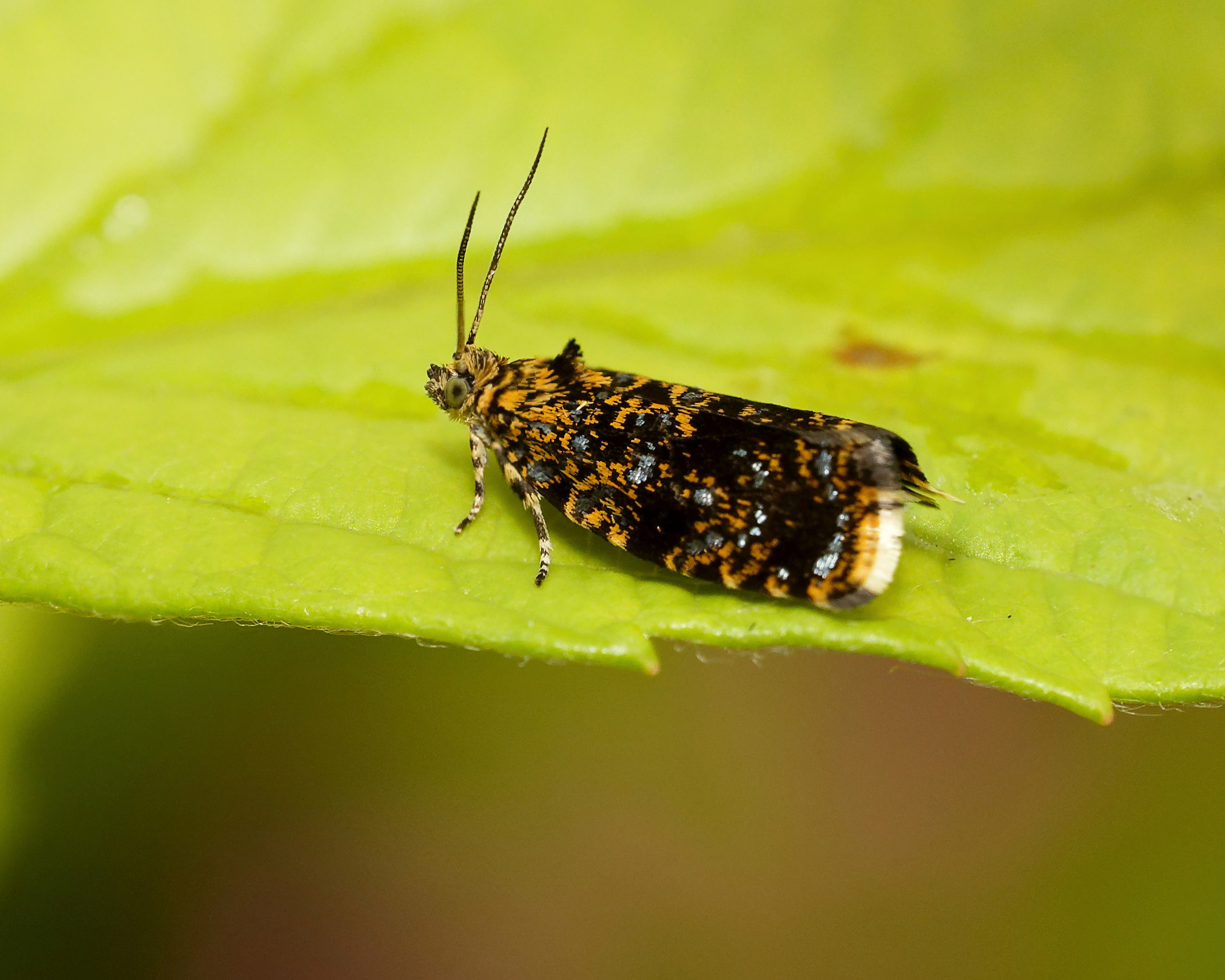 КРАСКИ ЛЕТА