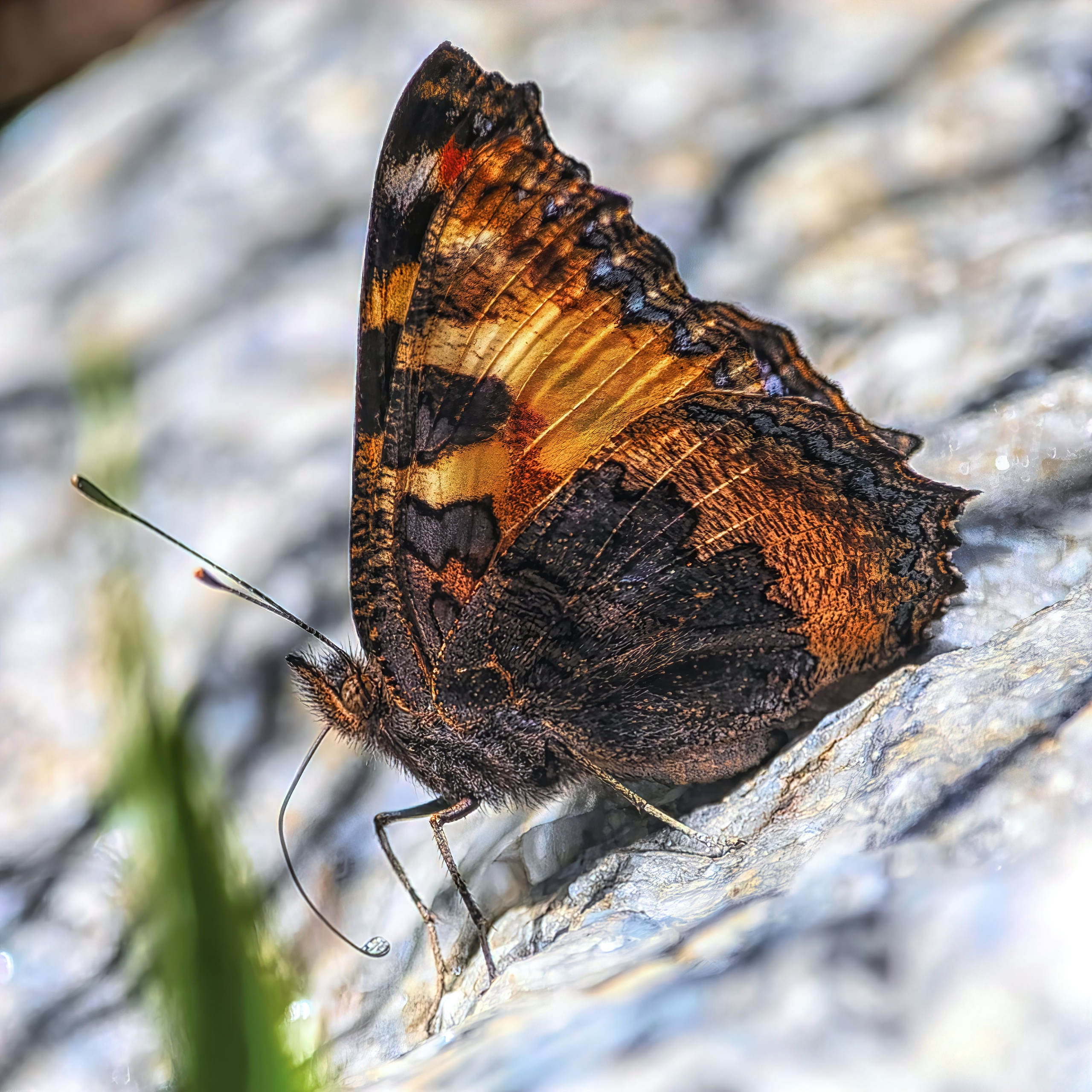 НА ТЕПЛОМ КАМНЕ В СОЛНЕЧНЫЙ ДЕНЬ 1. МАКРО. ПРОЕКТ "ЖИЗНЬ ПОД НОГАМИ"