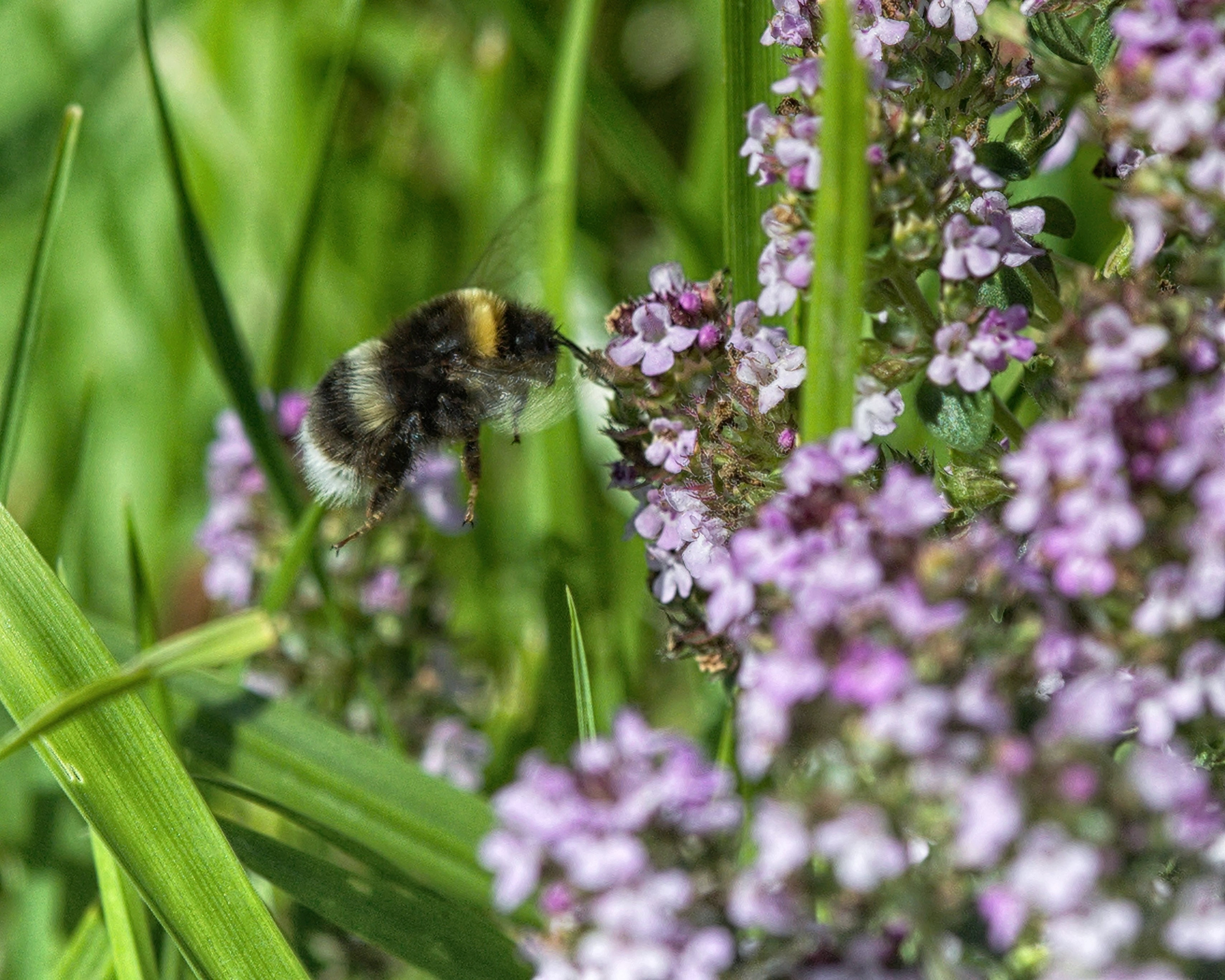ОПЬЯНЕННЫЙ ШАЛФЕЕМ 2. МАКРО. ПРОЕКТ "ЖИЗНЬ ПОД НОГАМИ"