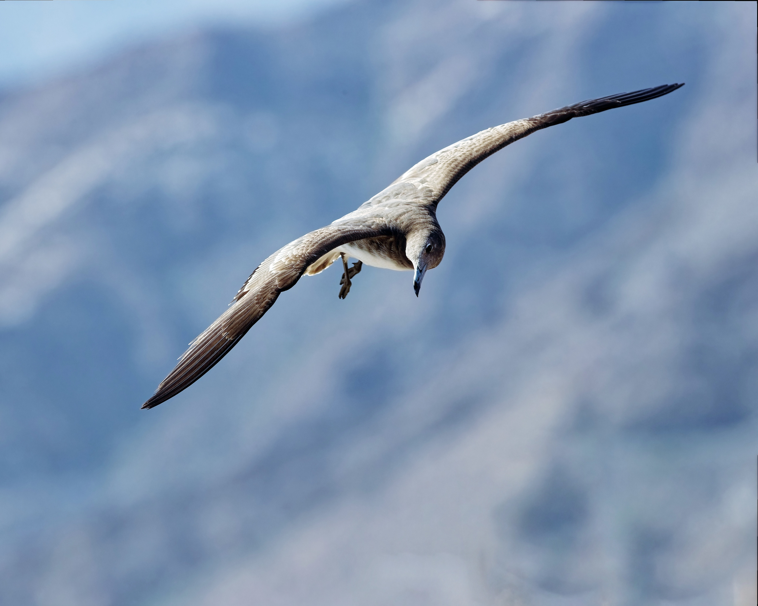 ФУДЖЕЙРА, ОАЭ