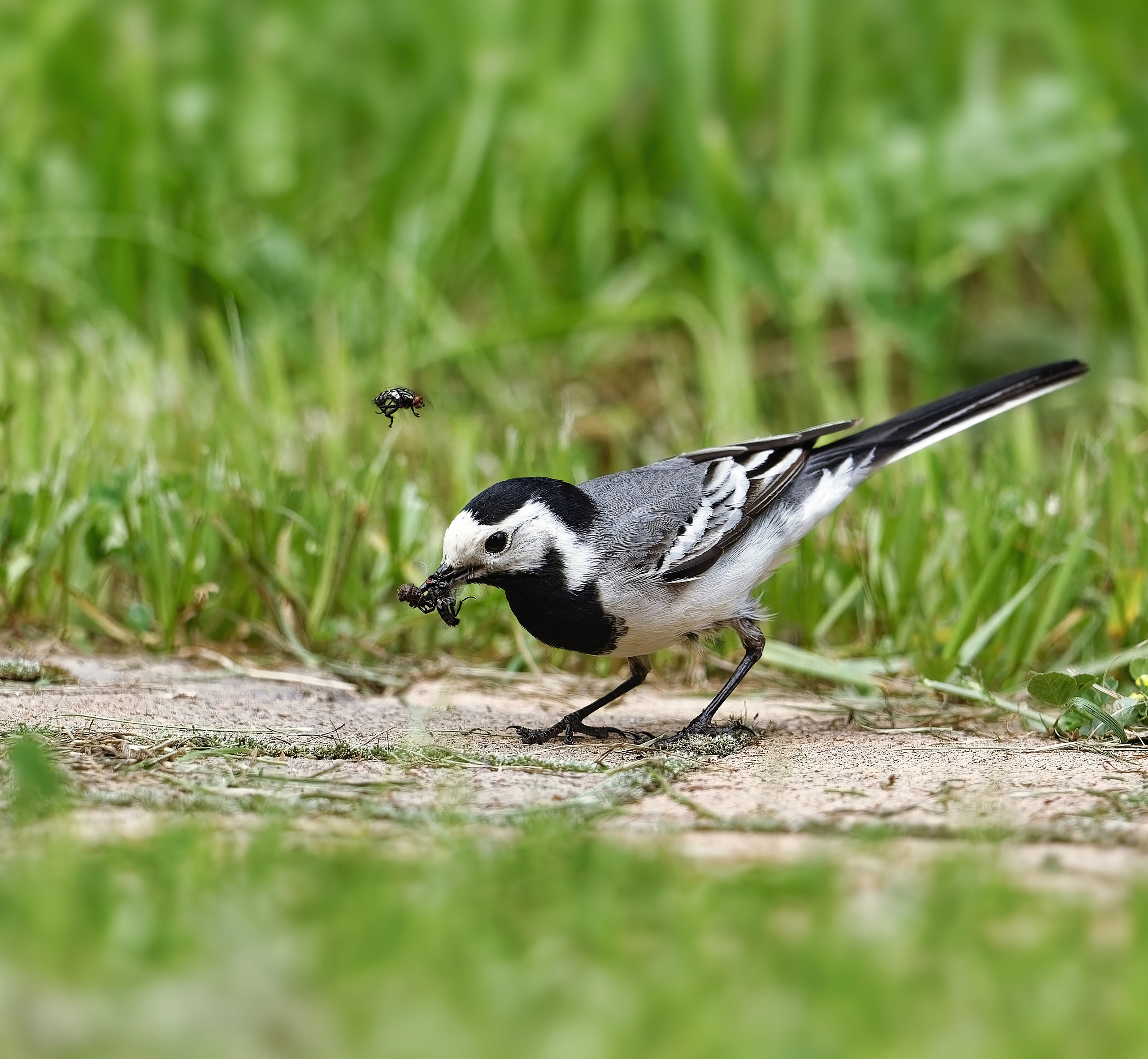 КТО НЕ СПРЯТАЛСЯ, Я НЕ ВИНОВАТ