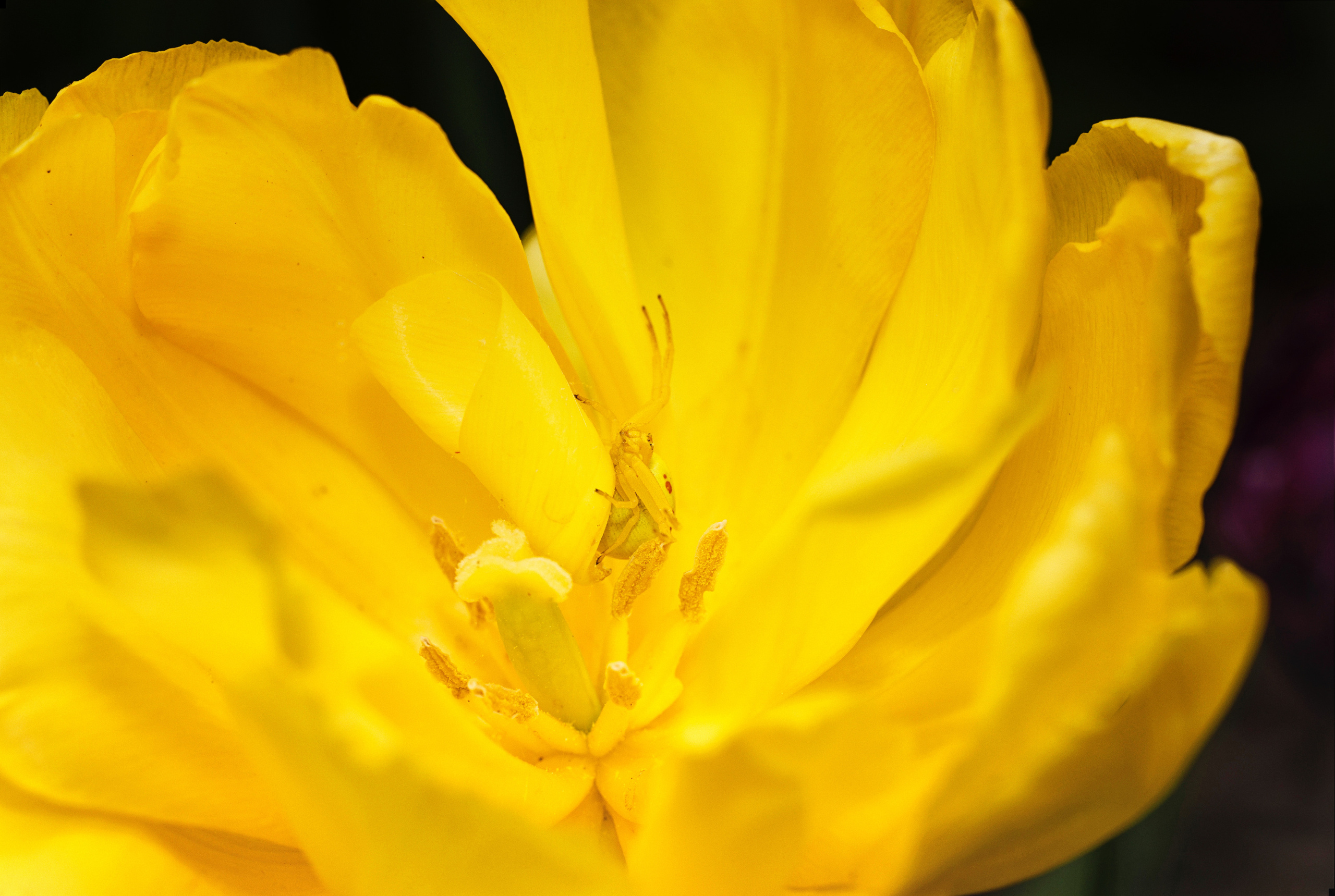 ЖЕЛТЫЙ НИНДЗЯ. МАКРО. ПРОЕКТ "ЖИЗНЬ ПОД НОГАМИ"