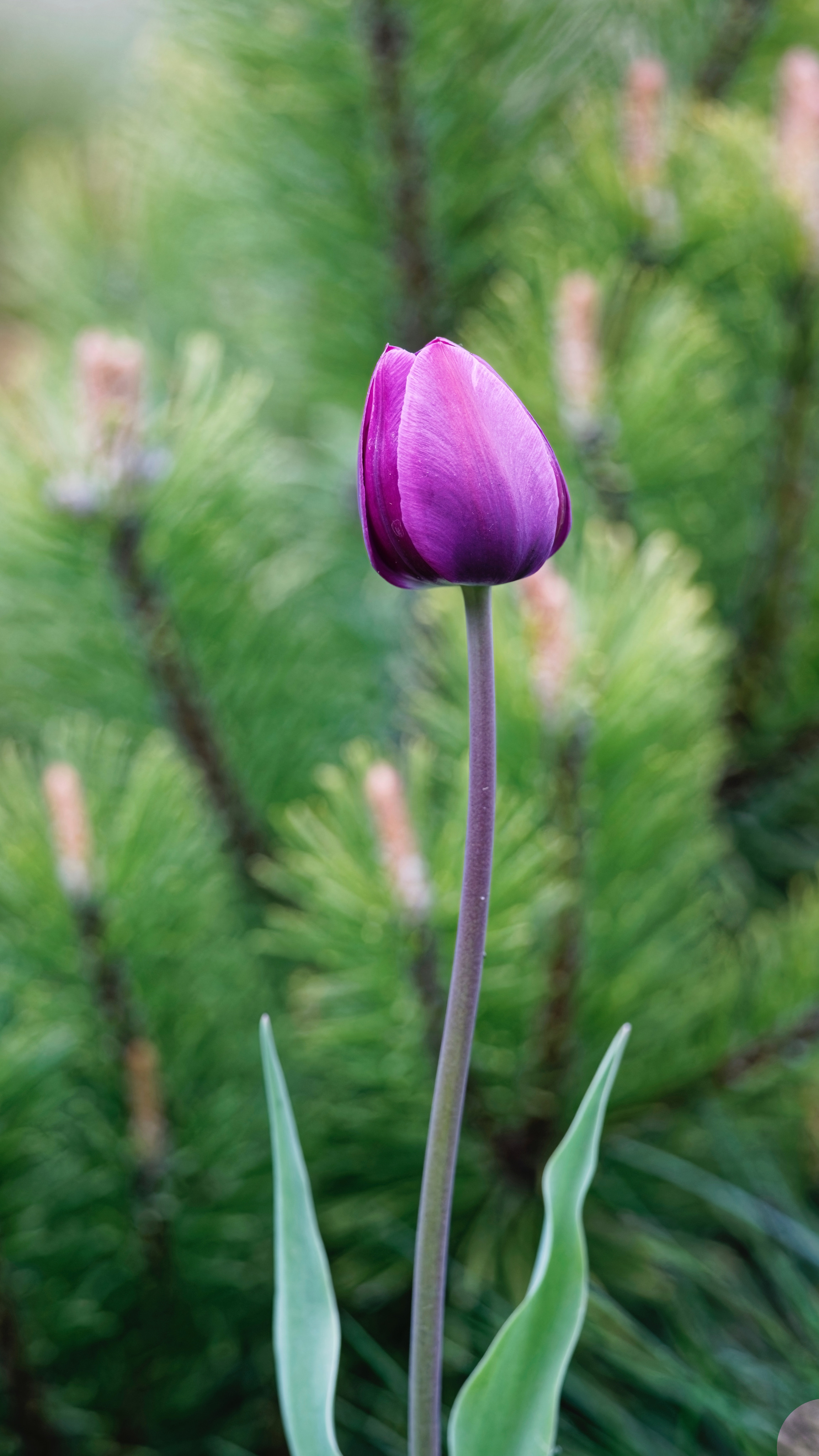 НЕПОКОРИВШИЙСЯ ЗАМОРОЗКАМ