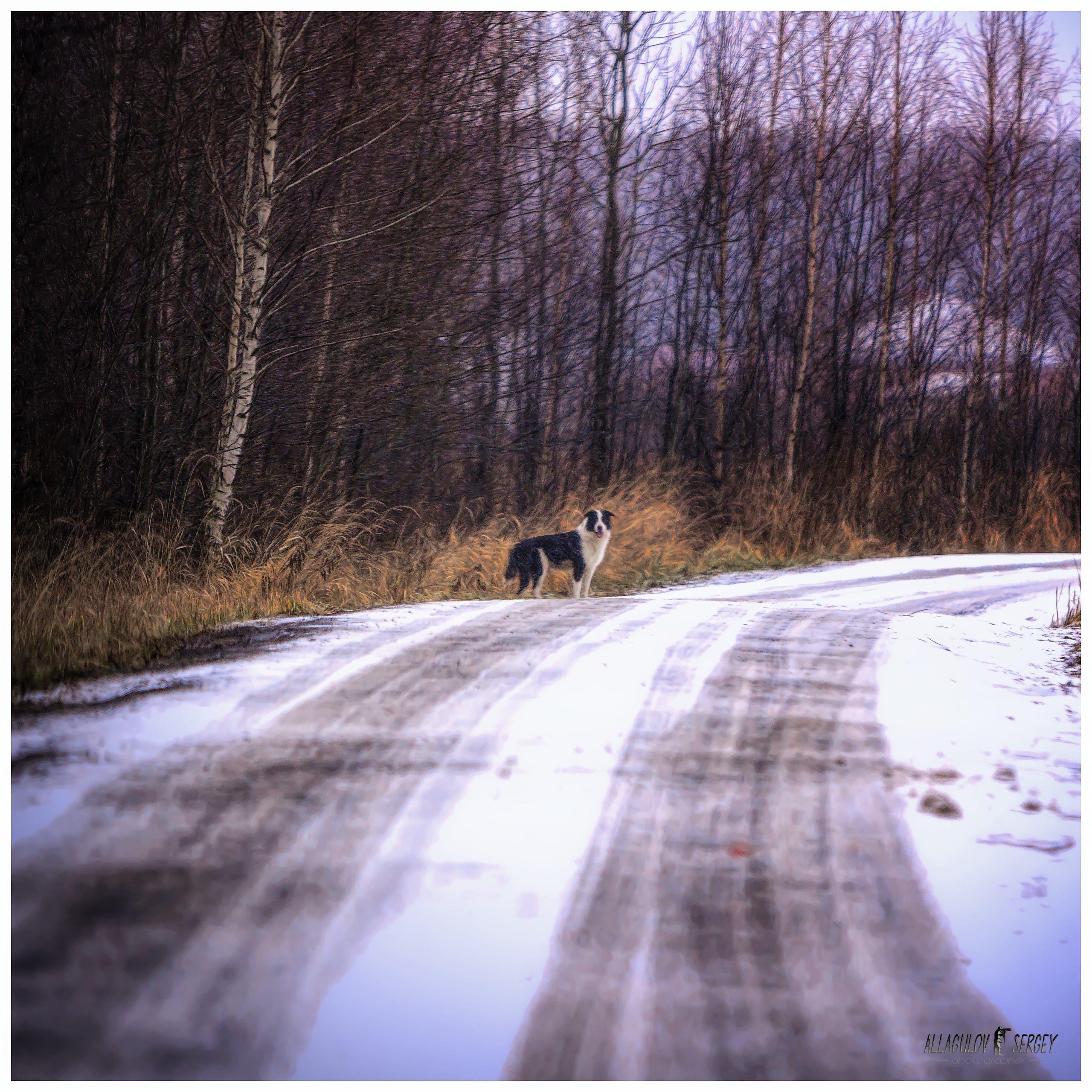 ЖИЛ-БЫЛ ПЕС