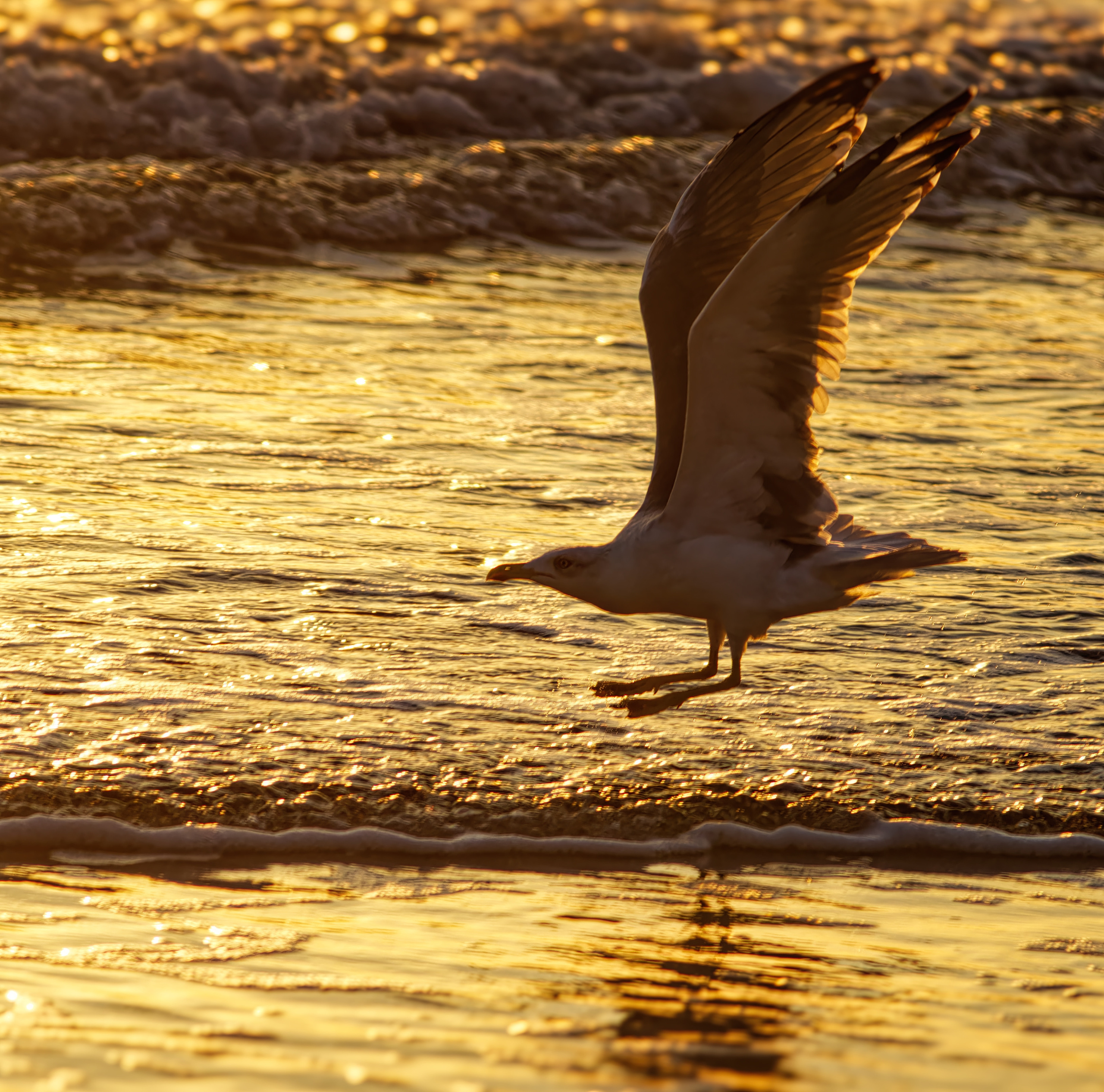 ПОЛЕТ НА ЗАКАТЕ. ЗОЛОТОЙ ЧАС НА ПЛЯЖЕ КАВАЦИТЕ (СОЗОПОЛЬ. БОЛГАРИЯ)