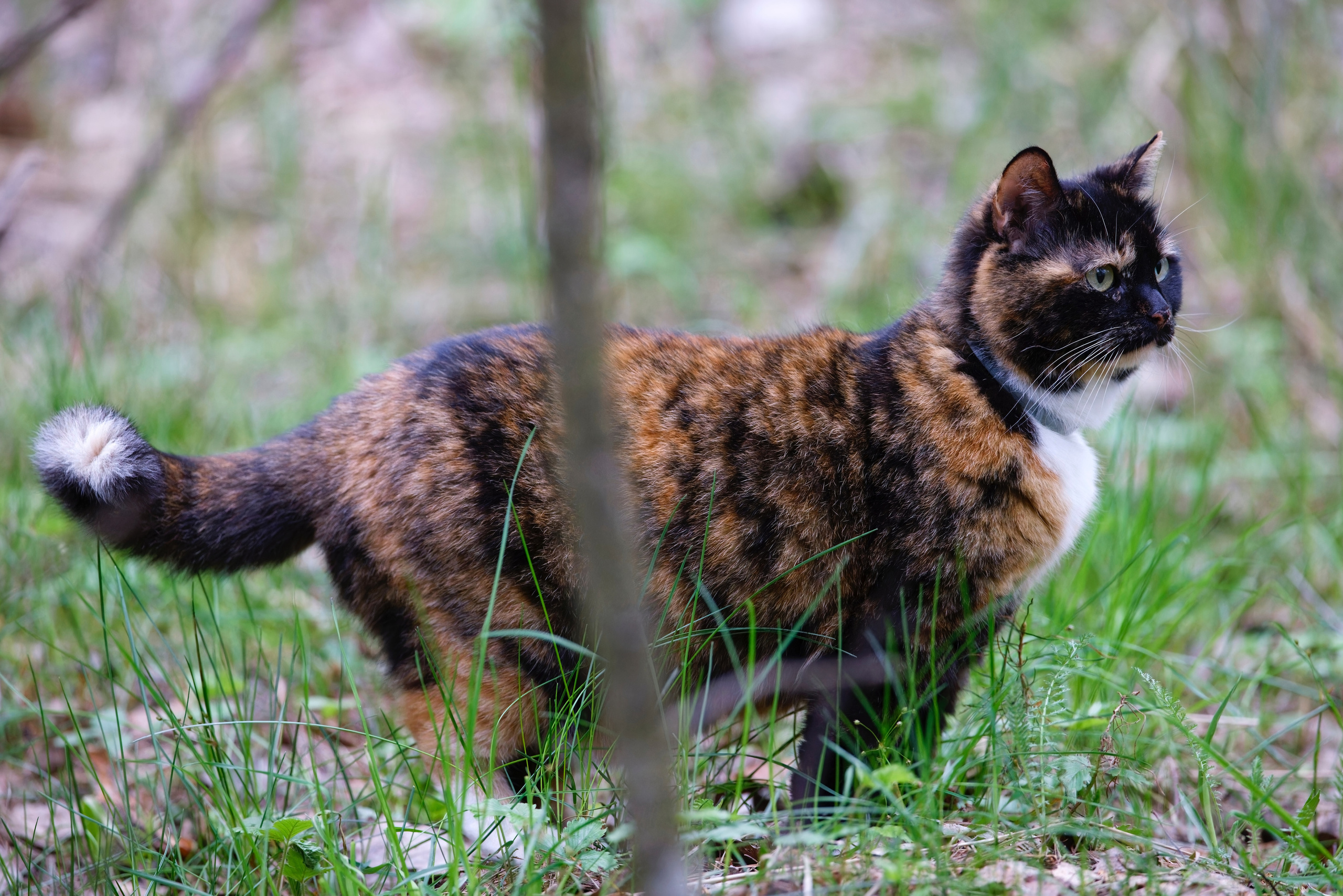 ЧУ! МОМЕНТЫ ИЗ ЖИЗНИ БЫВШЕЙ СТОЛБОВОЙ ДВОРЯНКИ, А НЫНЕ ДОМАШНЕЙ ЛЮБИМИЦЫ СОНИ. ПРОГУЛОЧНАЯ ФОТОСЕССИЯ В ЛЕСУ
