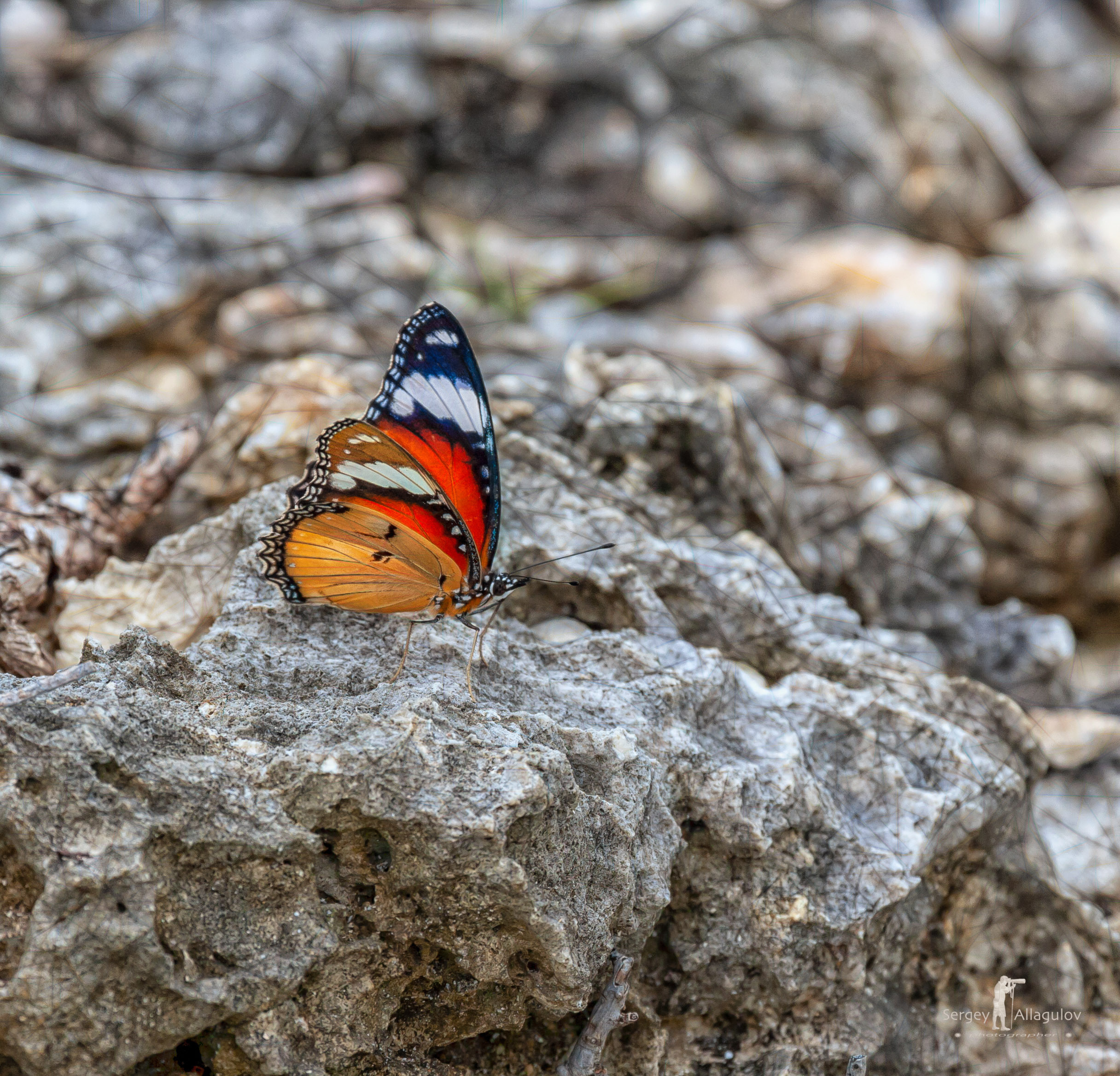 НА ТЕПЛОМ КАМНЕ В СОЛНЕЧНЫЙ ДЕНЬ 2. МАКРО. ПРОЕКТ "ЖИЗНЬ ПОД НОГАМИ"