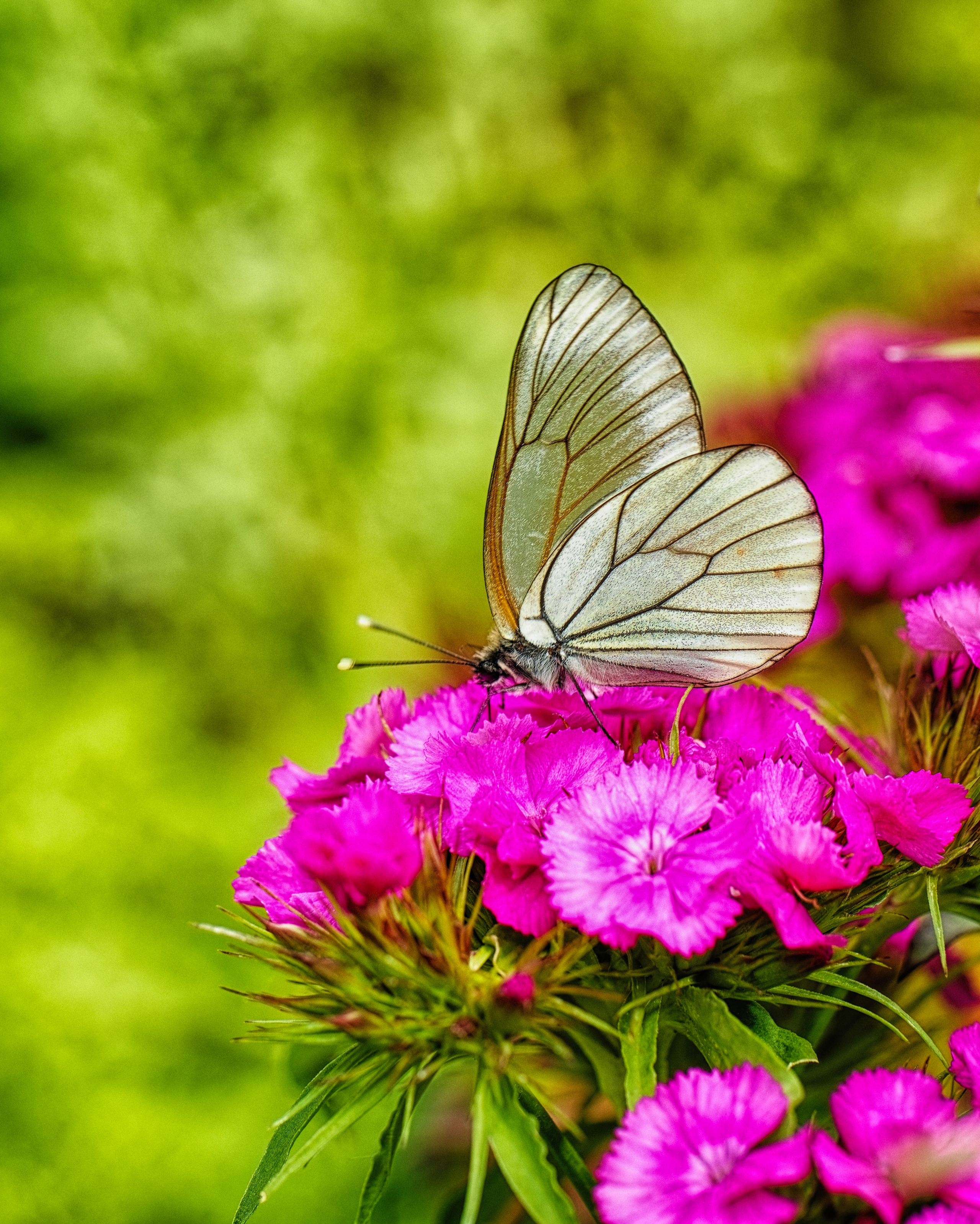 КРАСКИ ЛЕТА