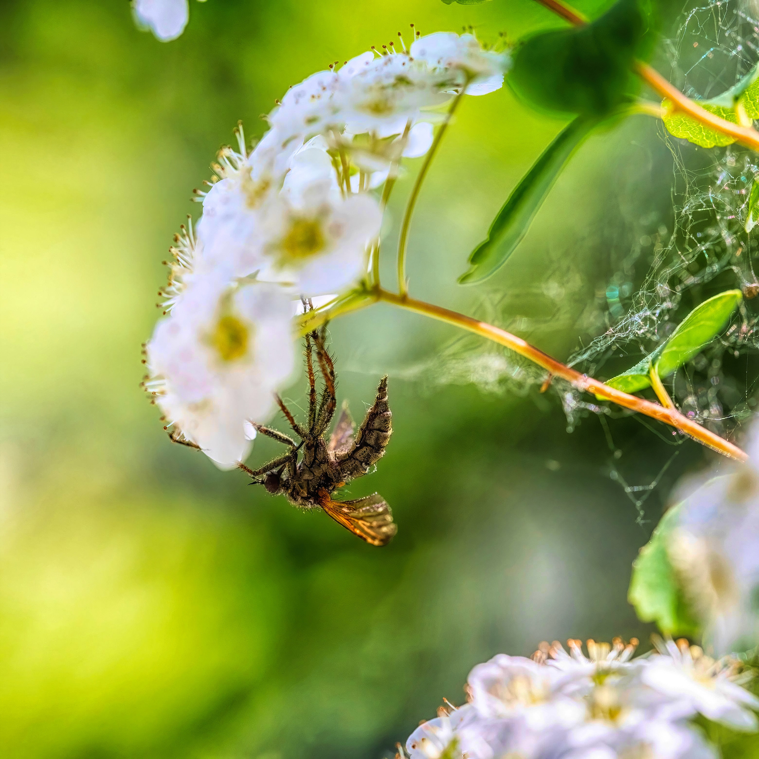 КТЫРЬ В ЗАСАДЕ. МАКРО. ПРОЕКТ "ЖИЗНЬ ПОД НОГАМИ"