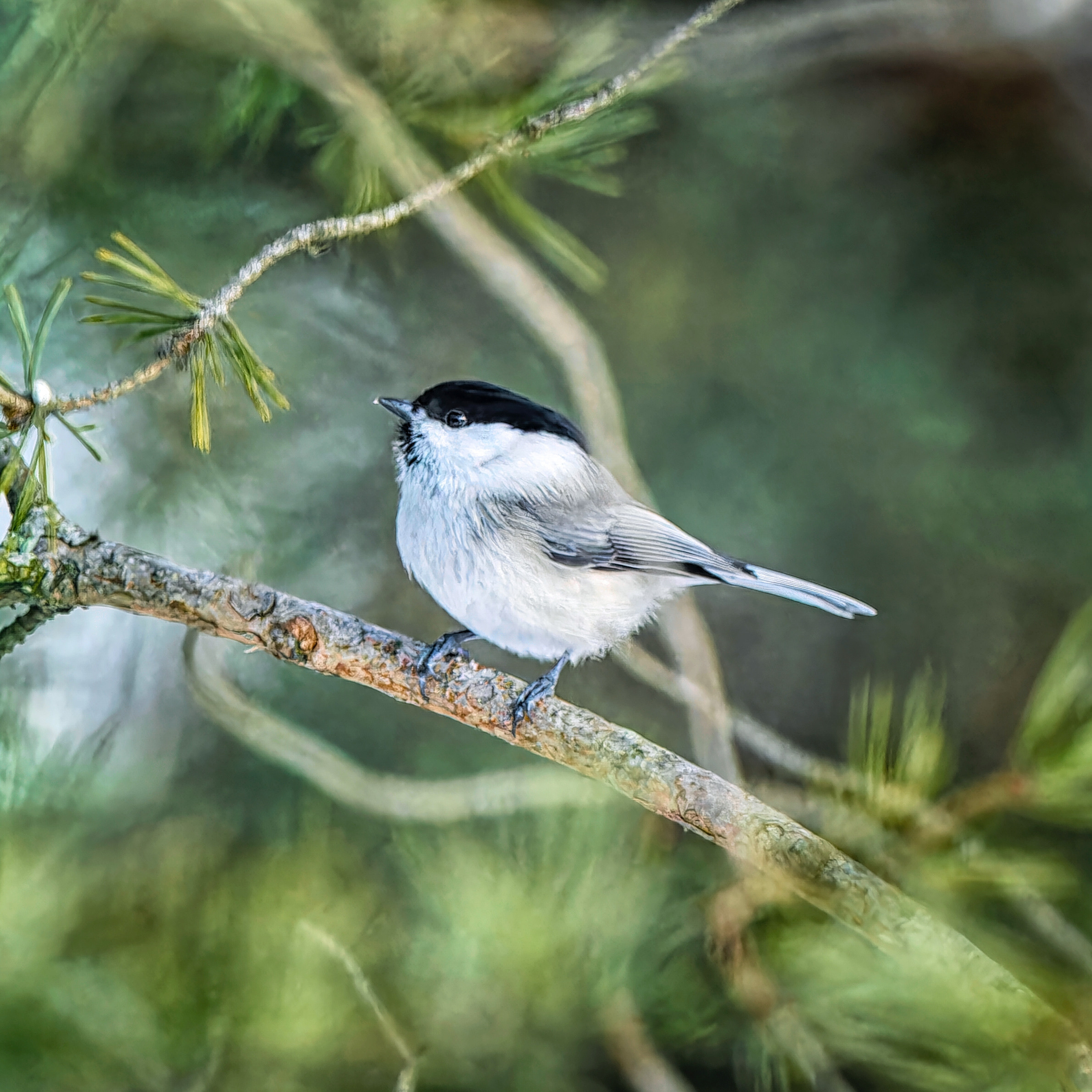 БУРОГОЛОВАЯ ГАИЧКА (ПУХЛЯК). ПРОЕКТ "ЖИЗНЬ У КОРМУШКИ". 