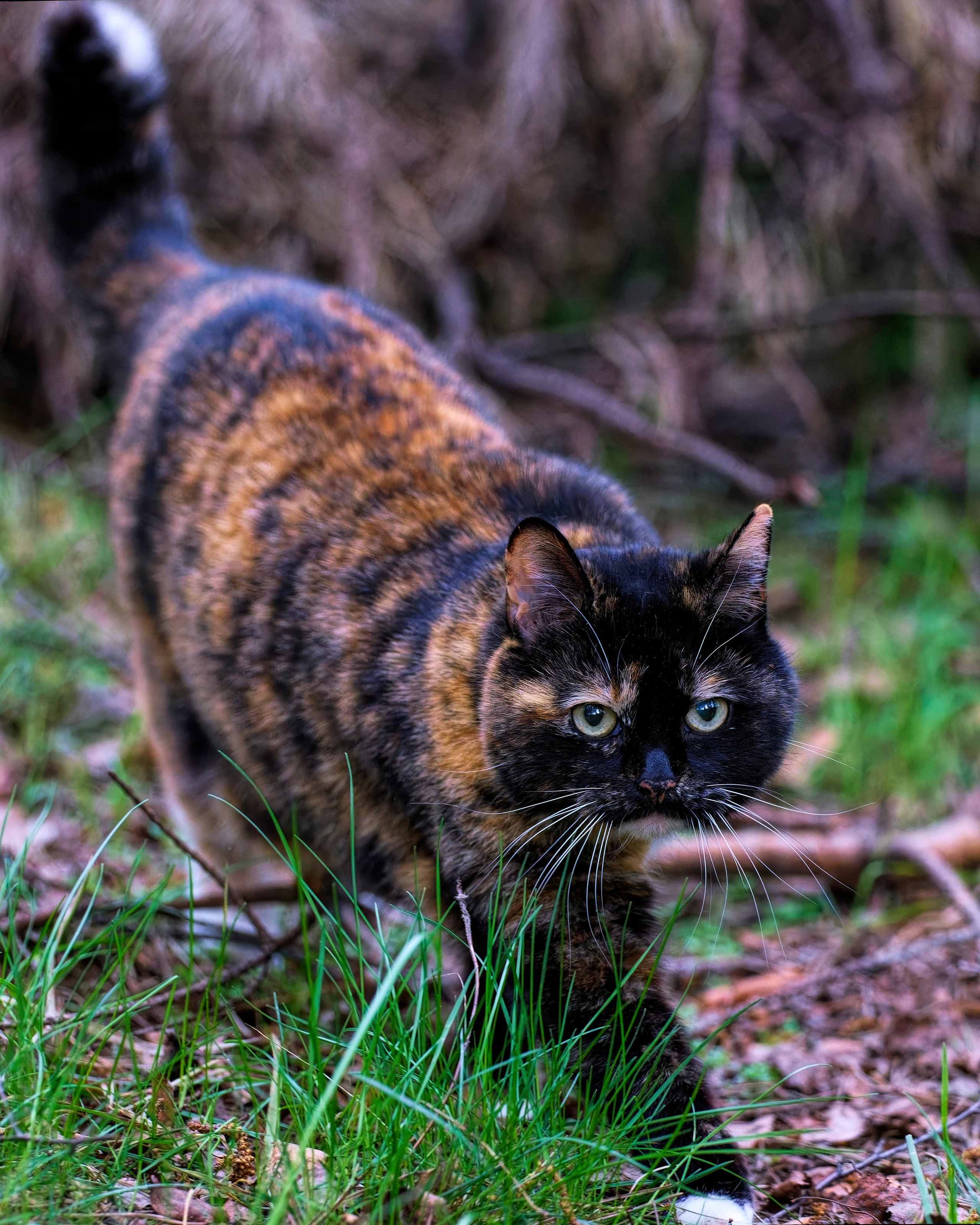 НА ЛЕСНОЙ ТРОПЕ. МОМЕНТЫ ИЗ ЖИЗНИ БЫВШЕЙ СТОЛБОВОЙ ДВОРЯНКИ, А НЫНЕ ДОМАШНЕЙ ЛЮБИМИЦЫ СОНИ. ПРОГУЛОЧНАЯ ФОТОСЕССИЯ В ЛЕСУ
