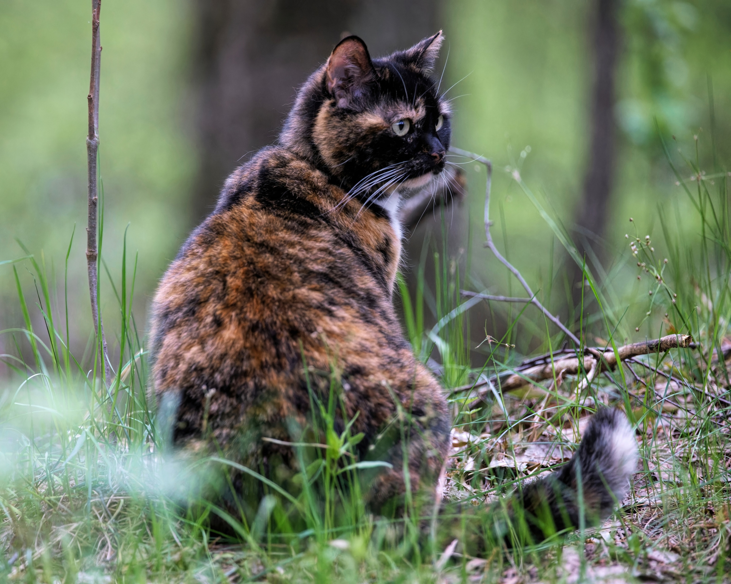 СЛУШАЯ ЛЕС. МОМЕНТЫ ИЗ ЖИЗНИ БЫВШЕЙ СТОЛБОВОЙ ДВОРЯНКИ, А НЫНЕ ДОМАШНЕЙ ЛЮБИМИЦЫ СОНИ. ПРОГУЛОЧНАЯ ФОТОСЕССИЯ В ЛЕСУ