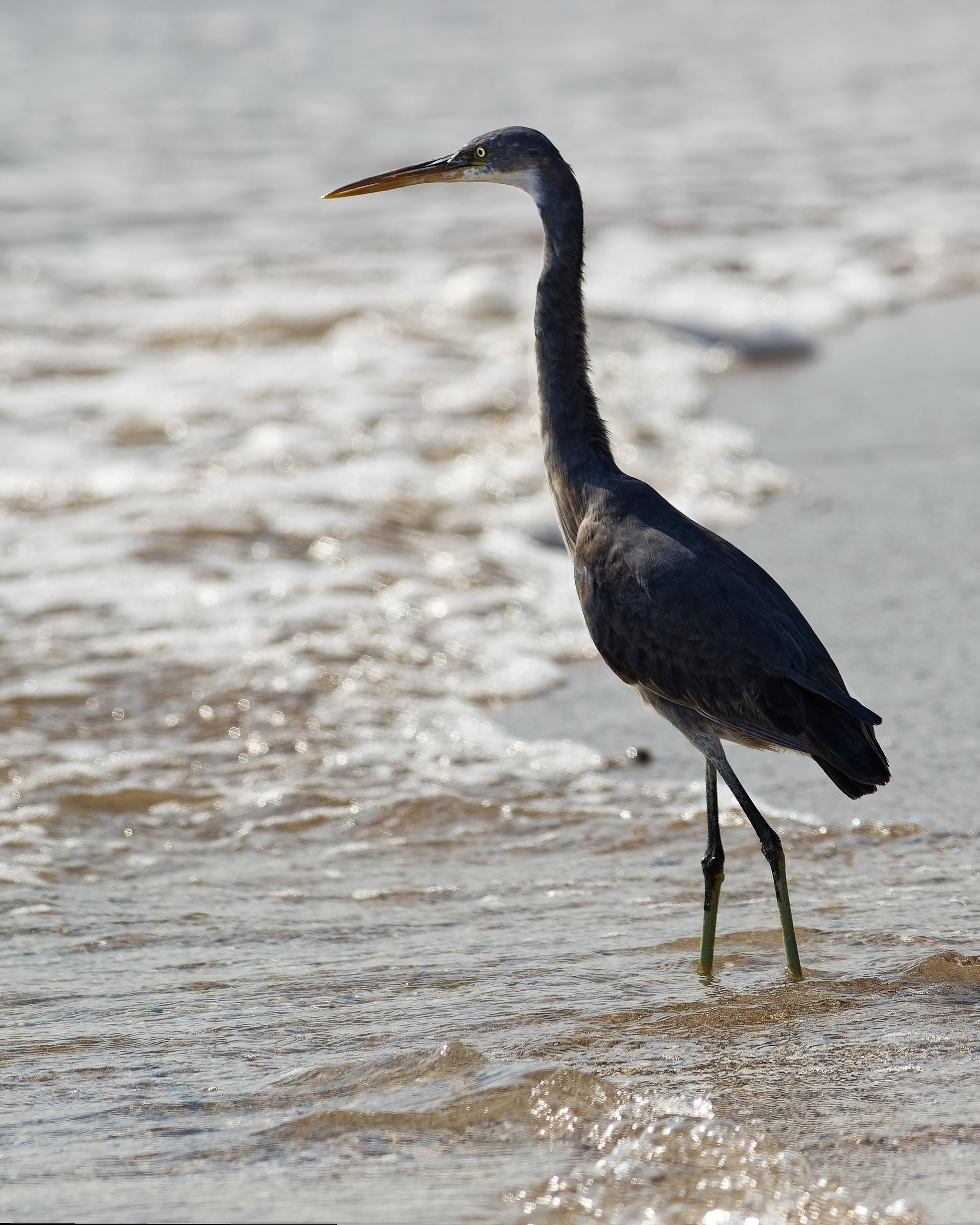 ФУДЖЕЙРА, ОАЭ
