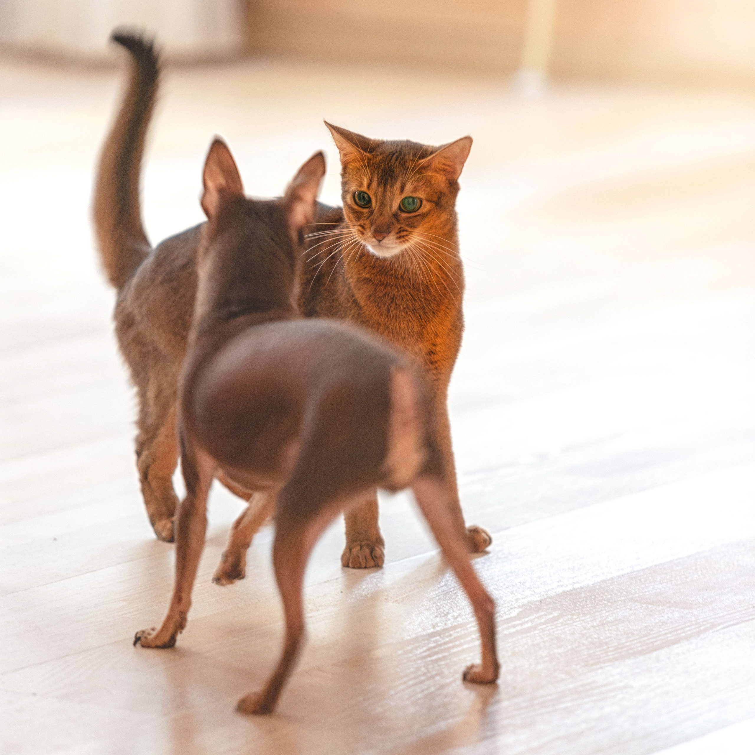 БИТВА ЭКСТРАСЕНСОВ