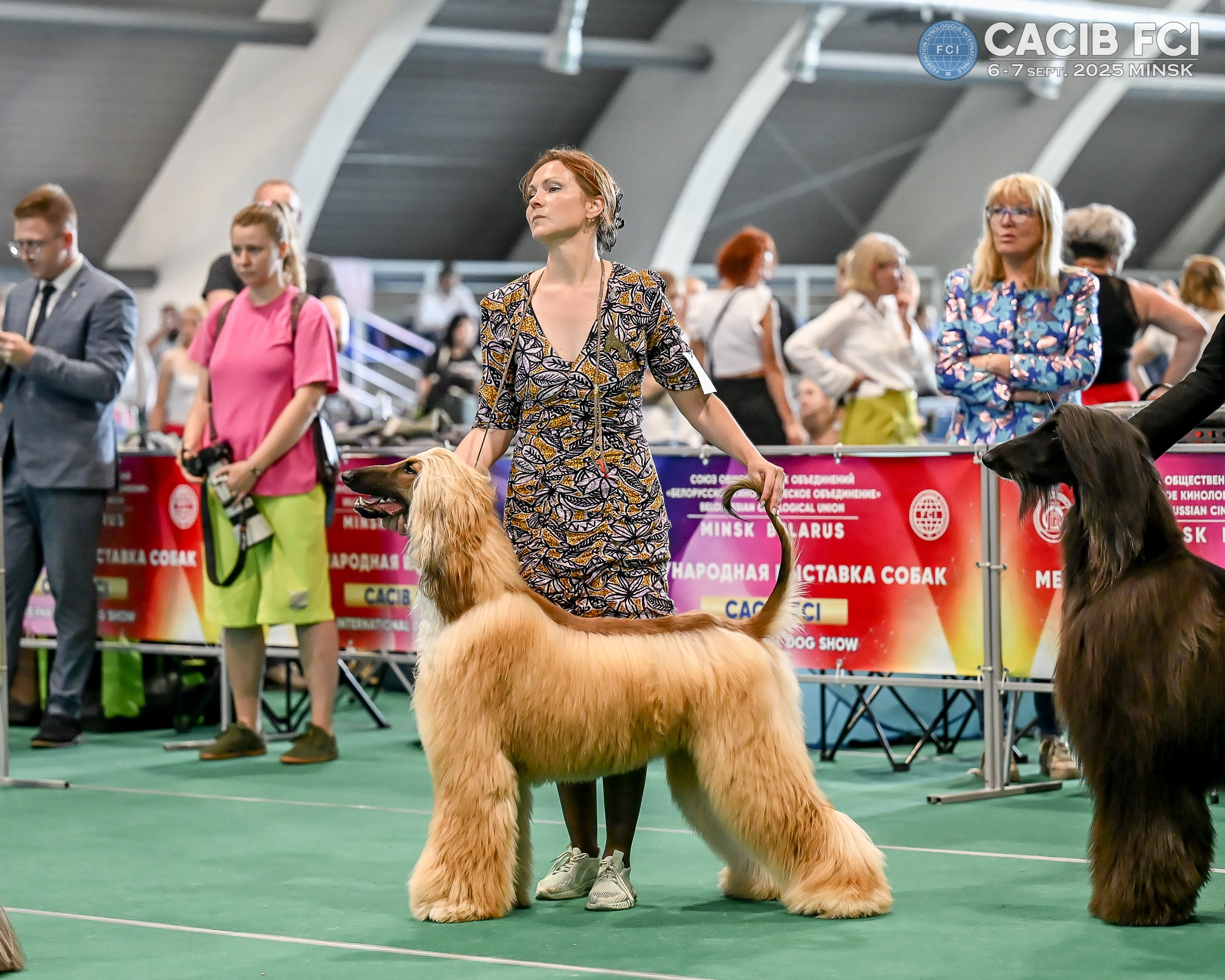 06-07.09.25 Международная выставка собак, Минск, CACIB, FCI. Галерея фотографий афганской борзой