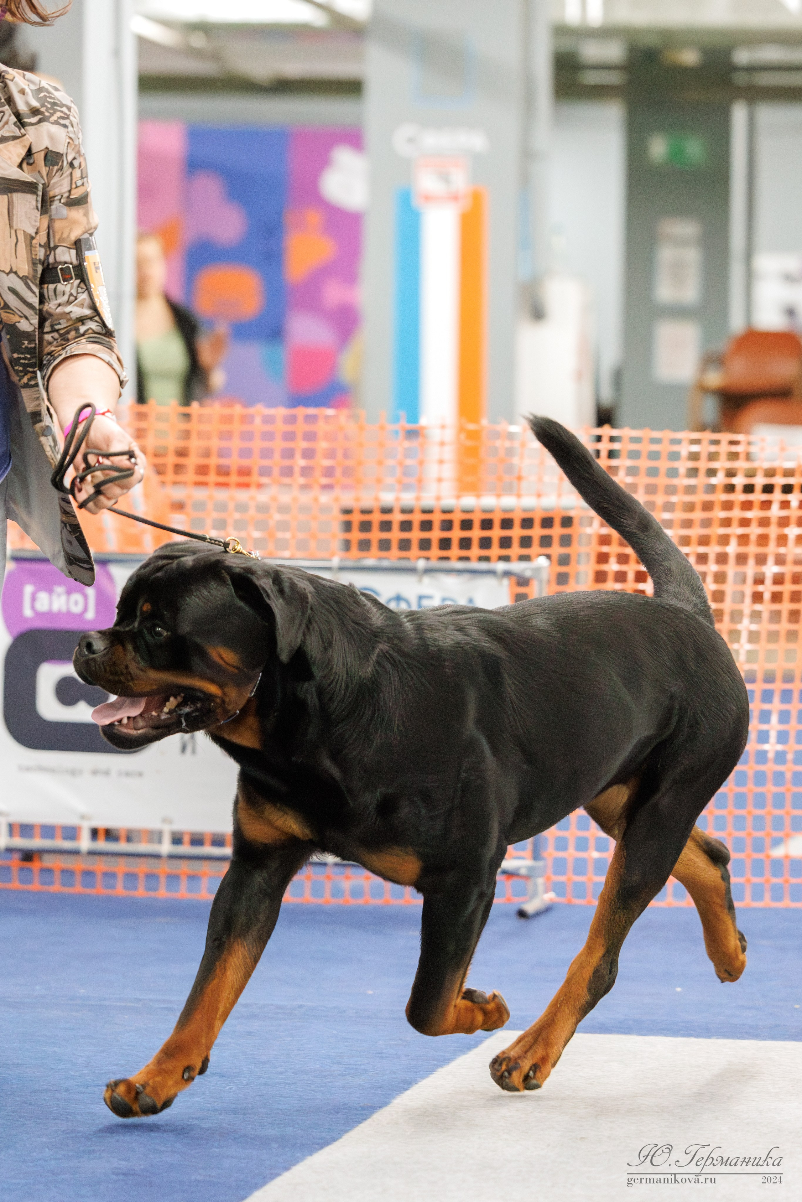 Сфера и Крокус 8,9,16 и 30.03.2025. Фотограф-анималист Юлия Германика