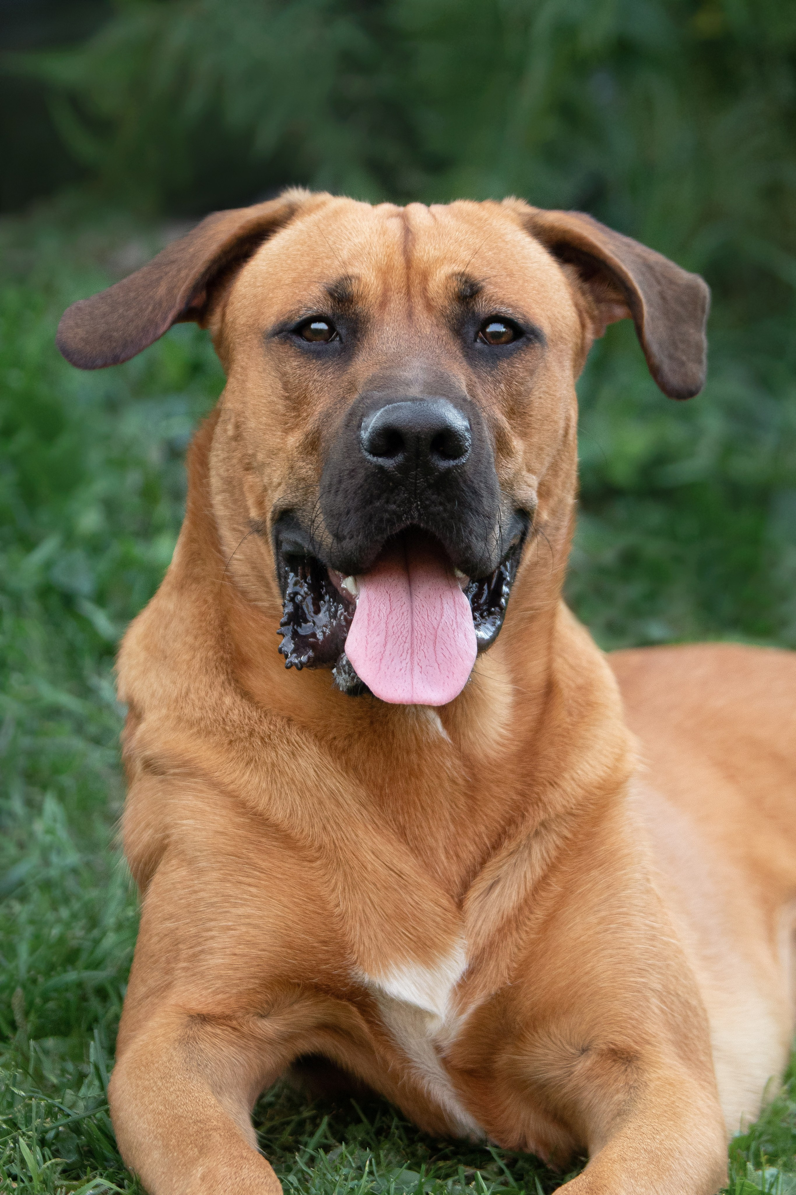 Арчи. Юлия Микульская. Рыбинск