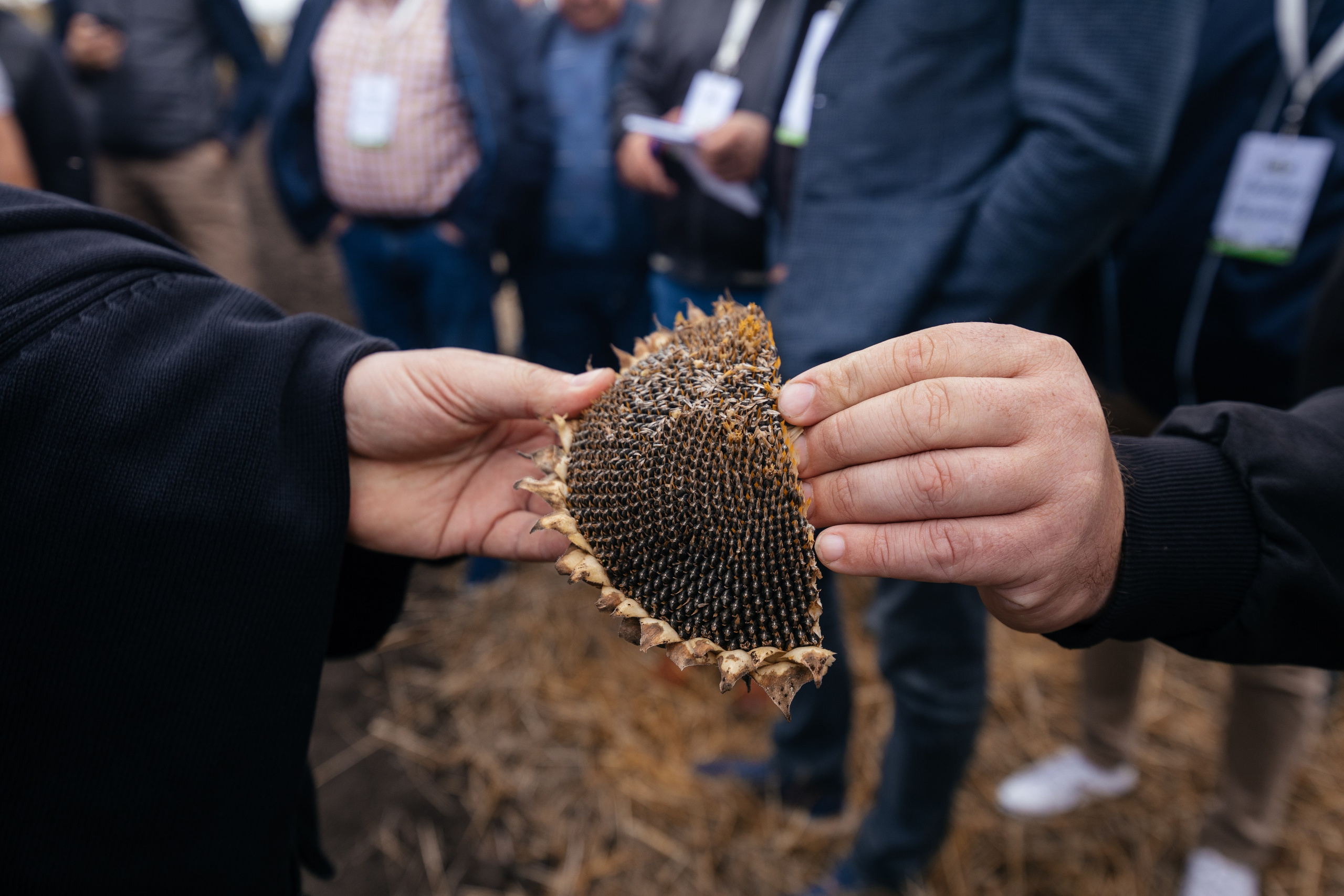 День поля. Фотограф Крохин Олег