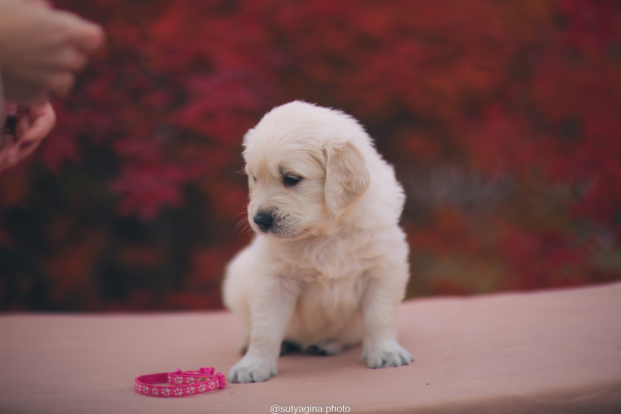 Розовый ошейник. Свадебный и женский фотограф