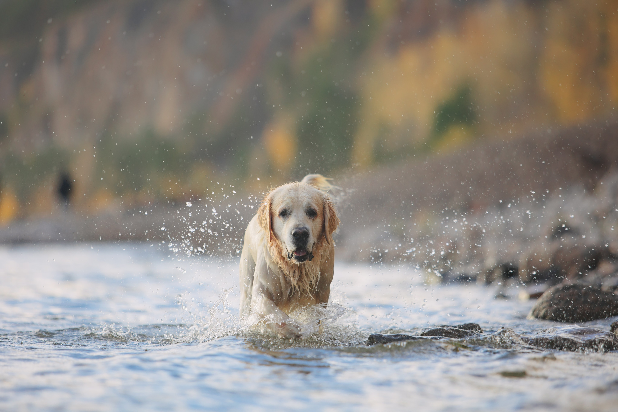 Снежик и Веста. Свадебный и женский фотограф