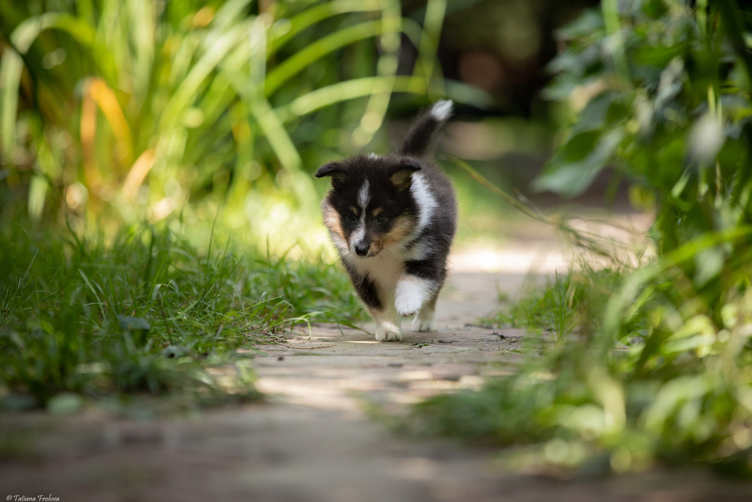 Фото помета щенков для продажи. Фотограф-анималист в Москве и Московской области Татьяна Фролова