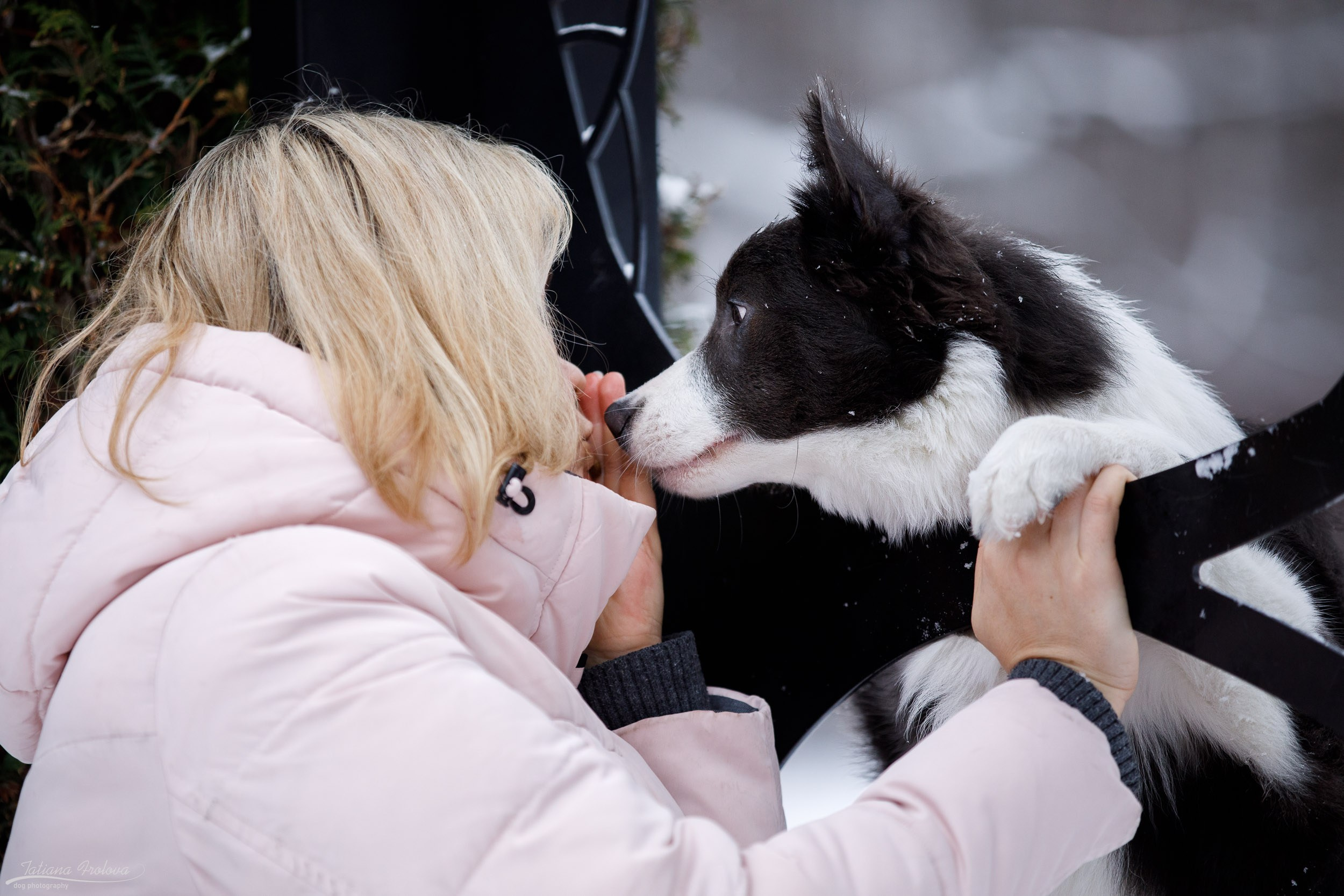 Фотосессия бордер-колли в парке. Фотограф-анималист в Москве и Московской области Татьяна Фролова