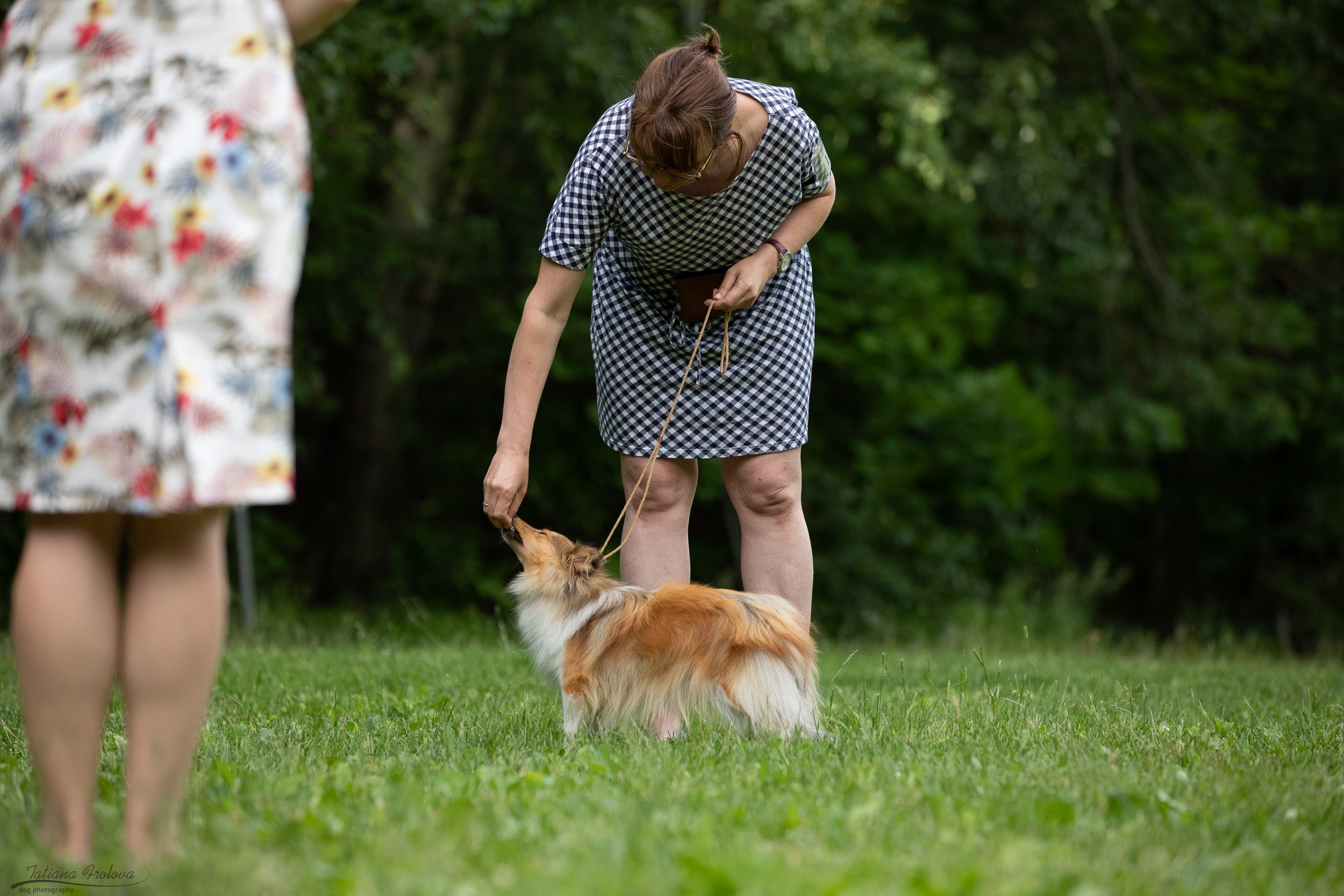Репортаж с выводки молодняка колли/шелти в Ясенево. Фотограф-анималист в Москве и Московской области Татьяна Фролова