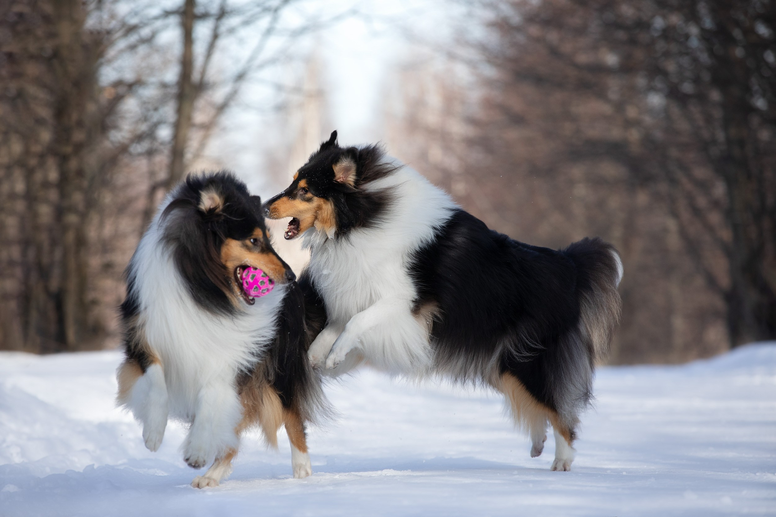 Фотопрогулка с собаками в Царицыно. Фотограф-анималист в Москве и Московской области Татьяна Фролова