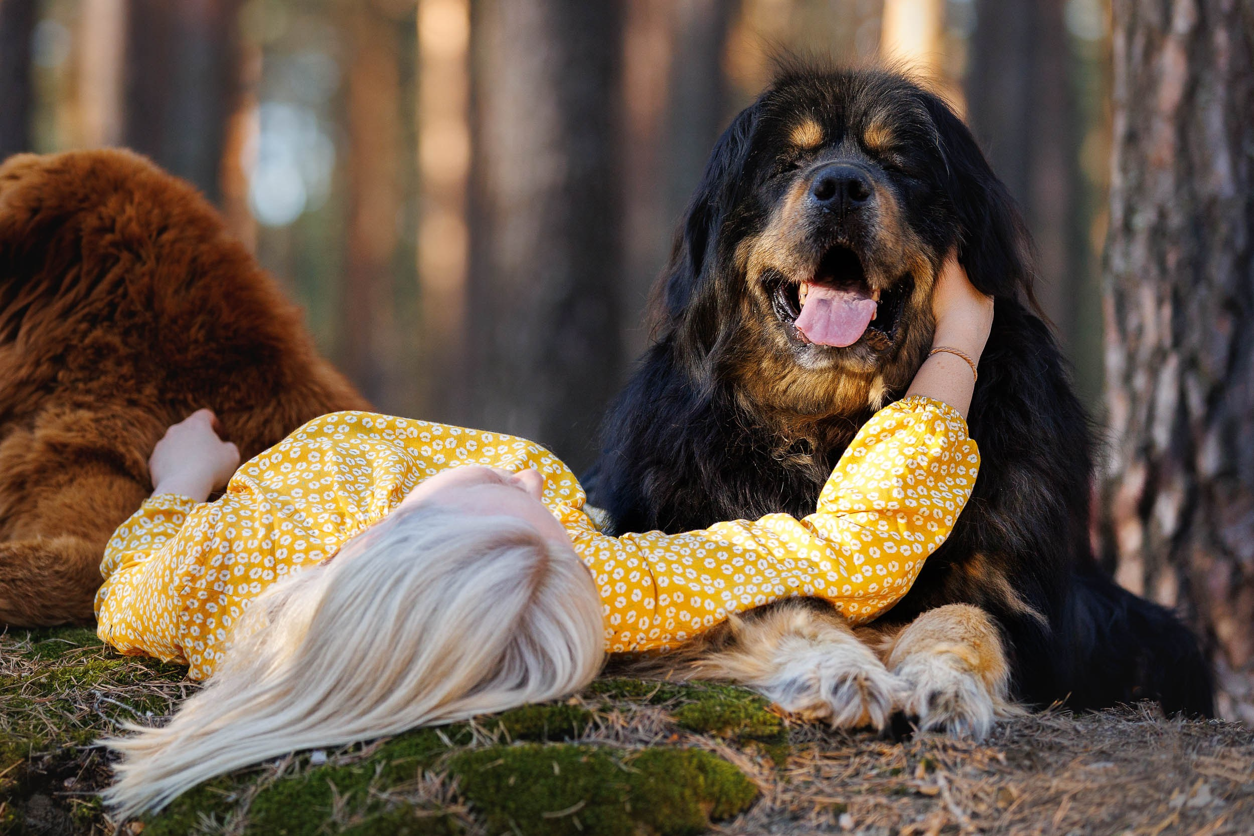 Фотосессия с тибетскими мастифами и бишон фризе. Фотограф-анималист в Москве и Московской области Татьяна Фролова