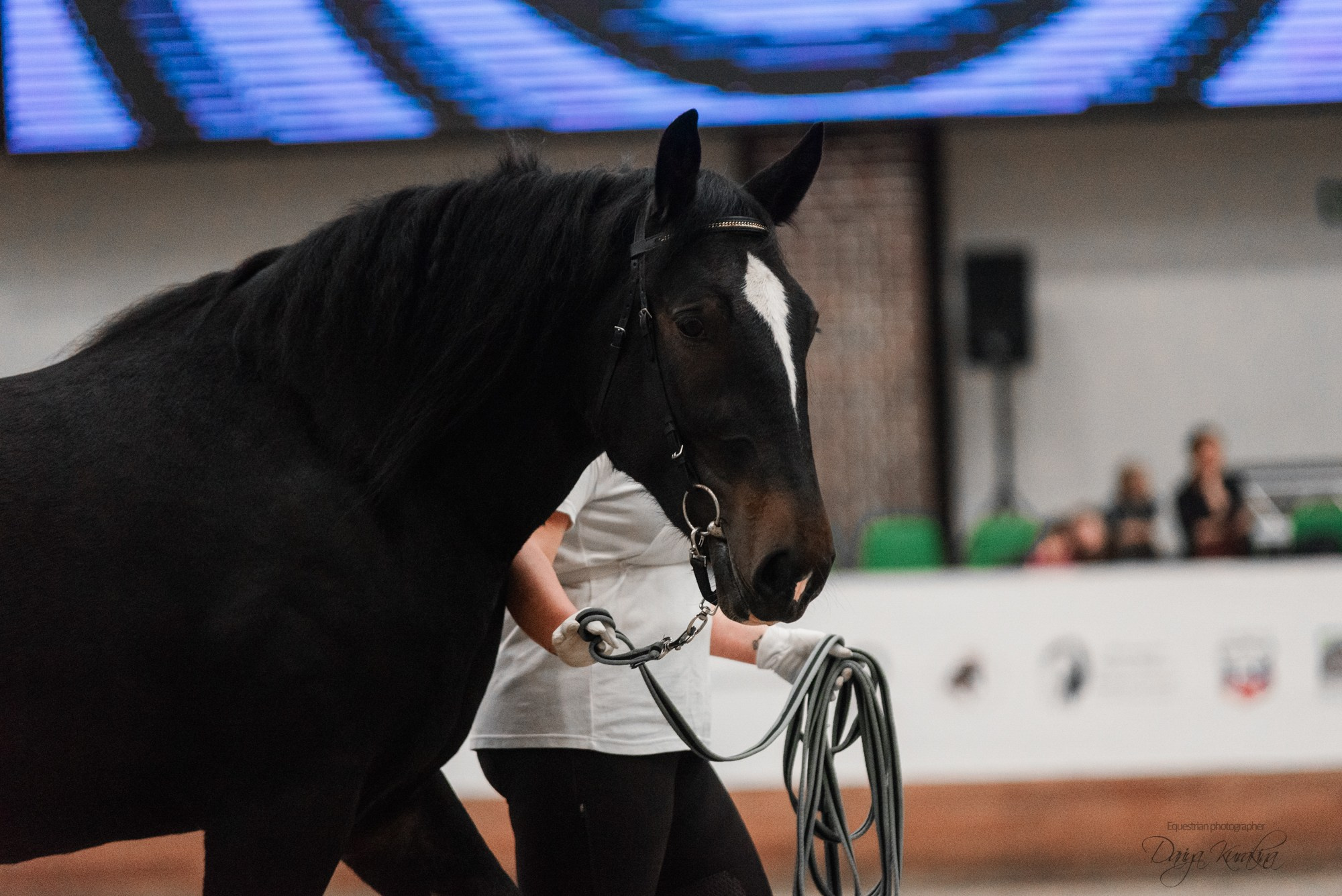 8-я международная выставка Конная Россия. Конный фотограф Куракина Дарья • Фотосессии с лошадьми