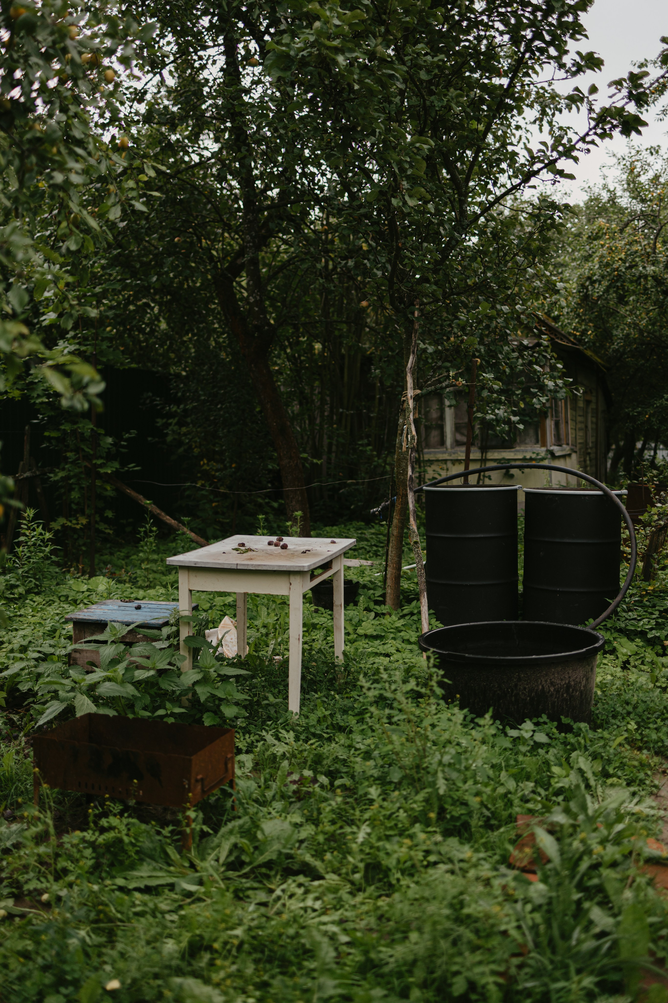 Зимний и летний сад. Фотограф Эльмира Лин