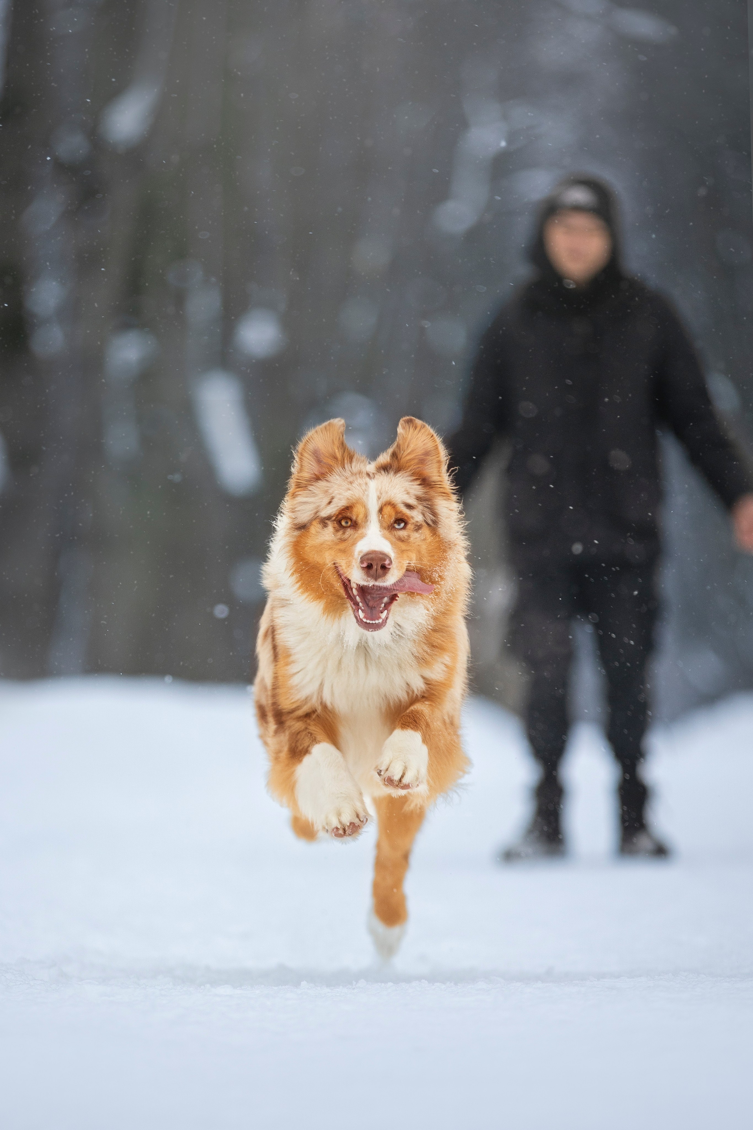 Настя, Игорь, Тесс и Марс. Фотограф анималист в Москве Майорова Евгения